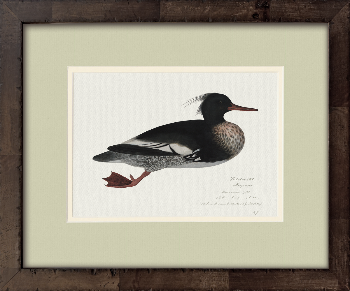 Red-Breasted Merganser — 18th-century vintage watercolor painted American waterfowl illustration art print