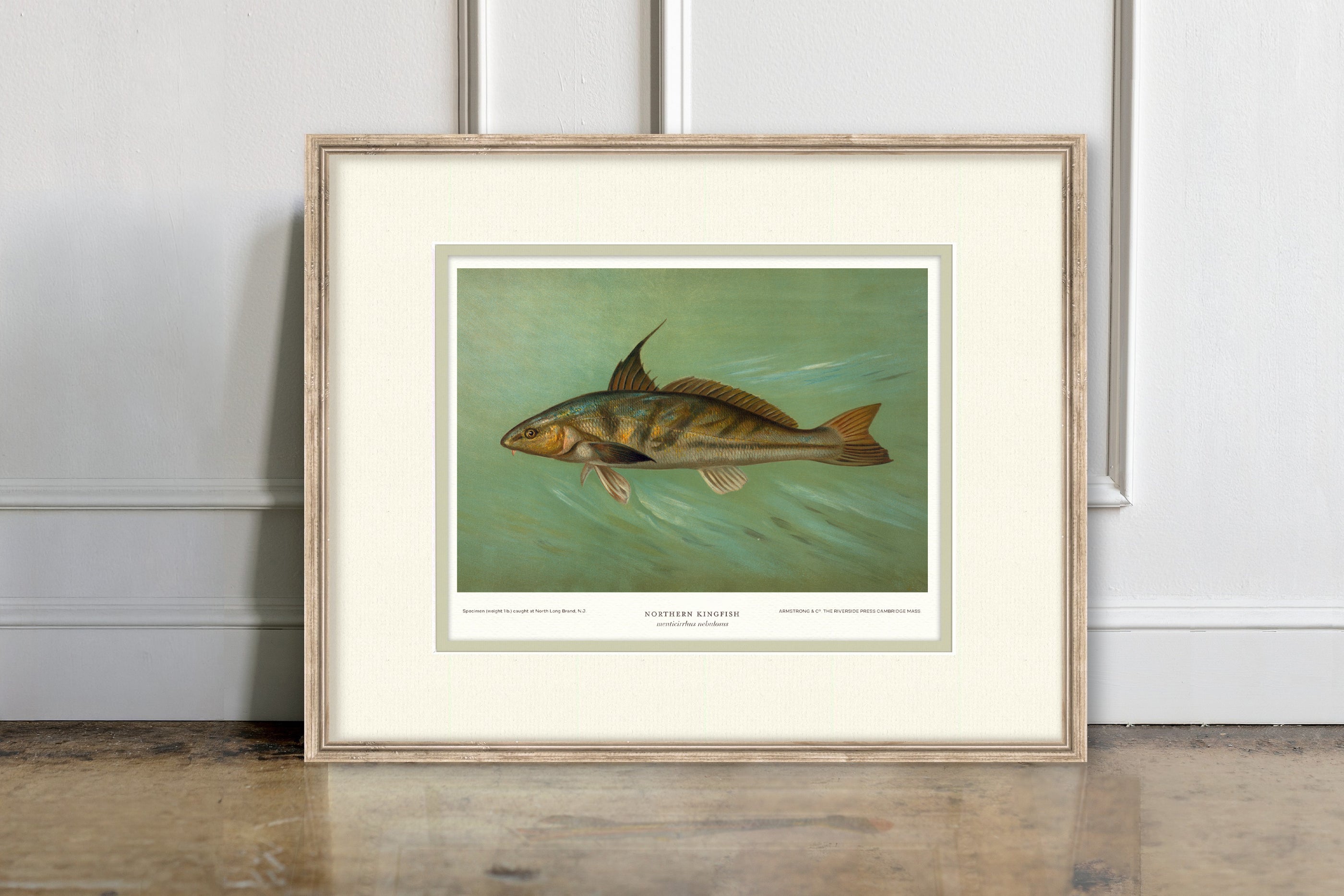 Saltwater Fish Illustrations - Northern Kingfish