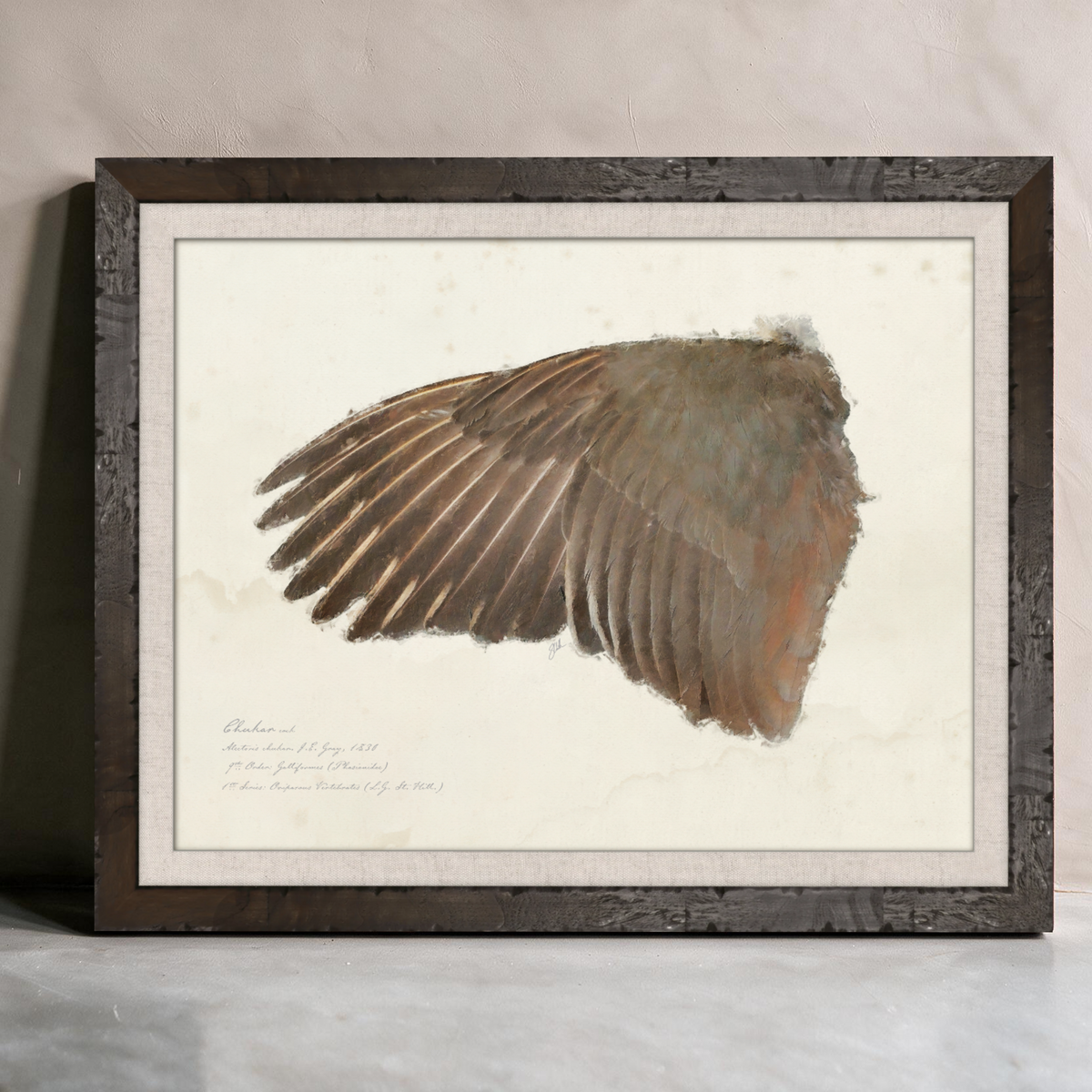 Illustrated Game Bird Wings - Chukar Cock