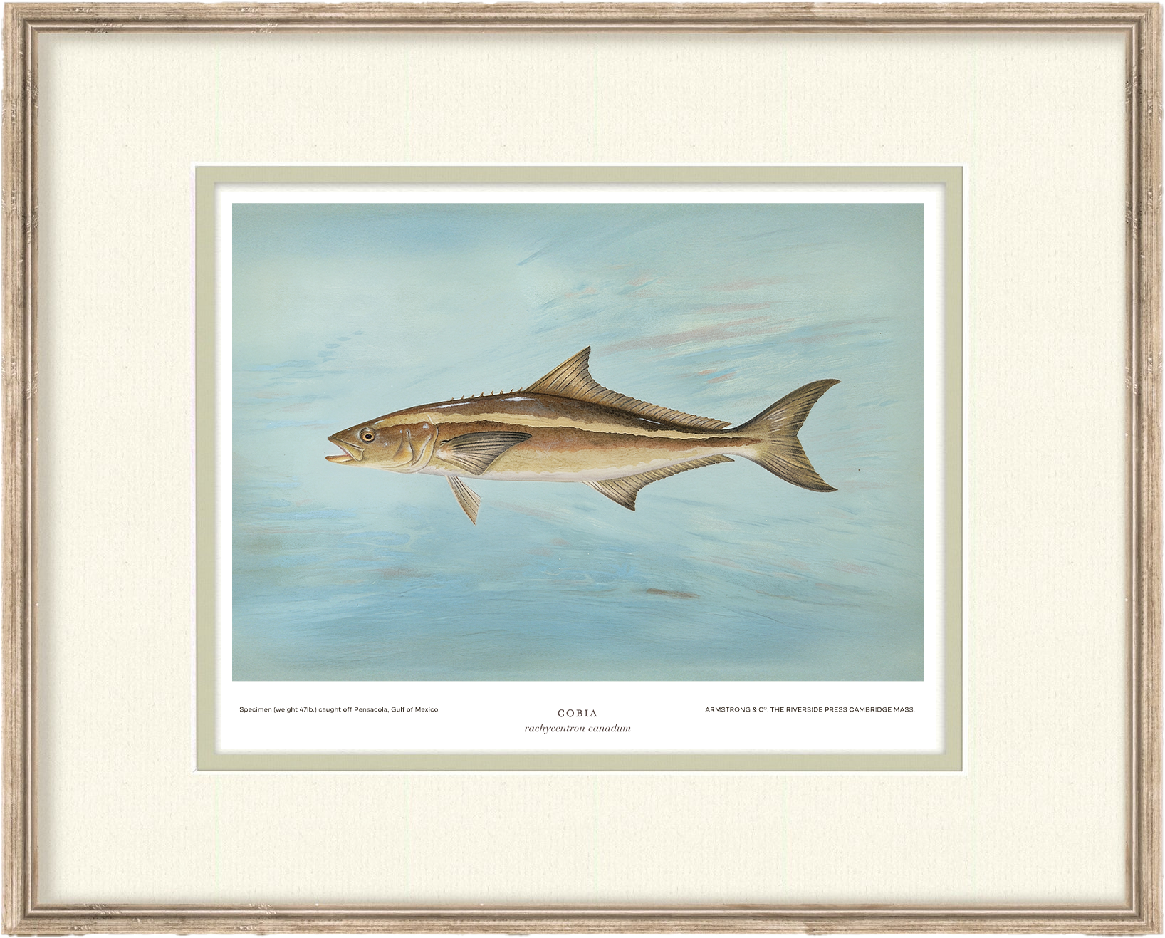 Saltwater Fish Illustrations - Cobia — view 2