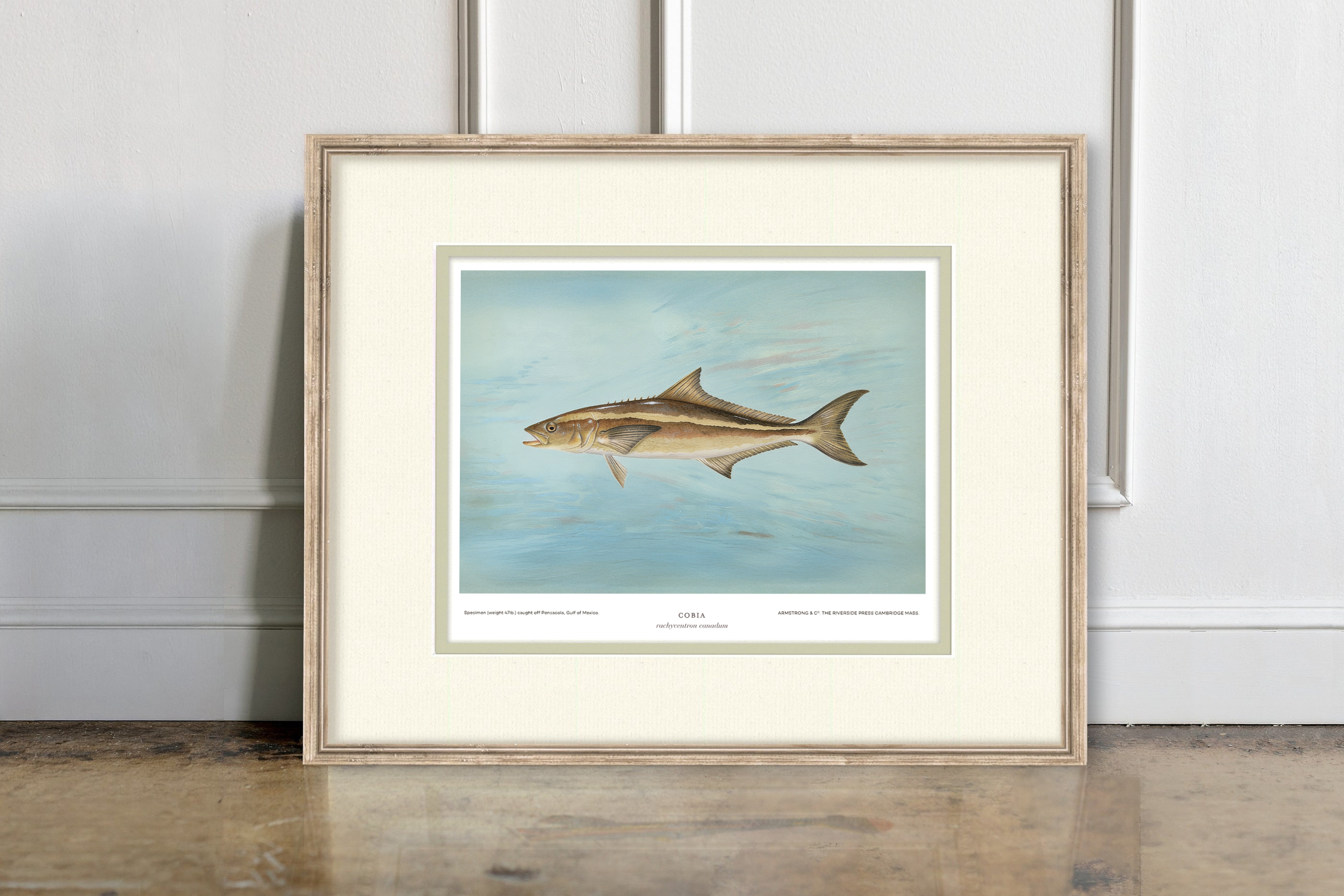 Saltwater Fish Illustrations - Cobia