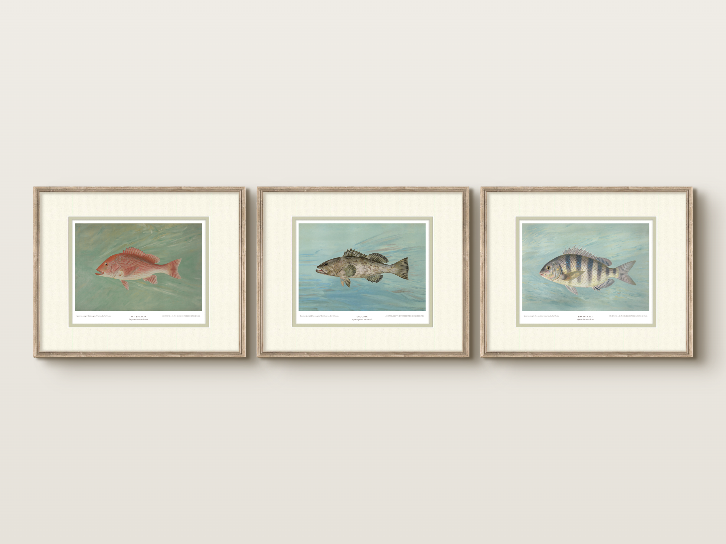Saltwater Fish Illustrations - Grouper — view 6