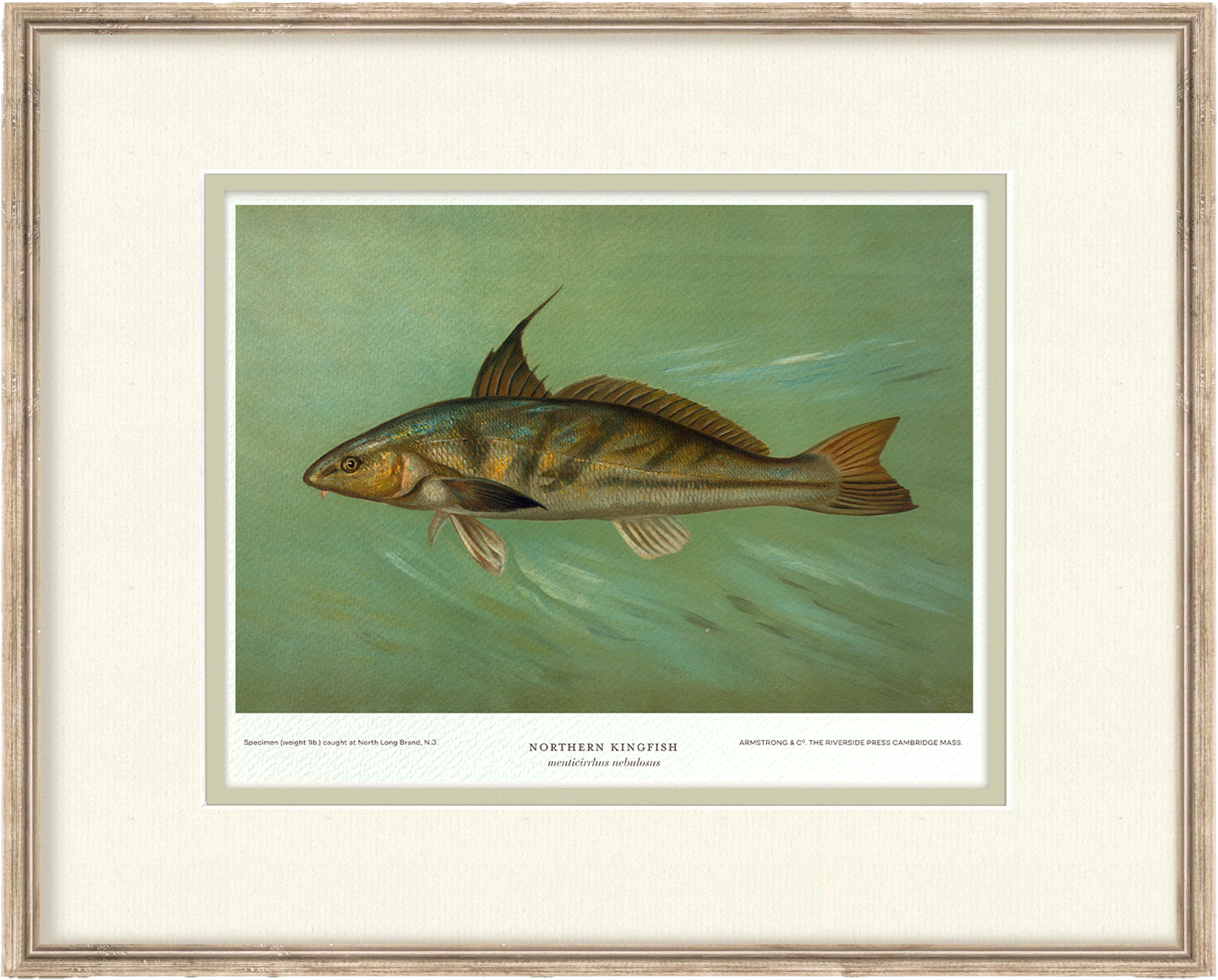 Saltwater Fish Illustrations - Northern Kingfish — view 2