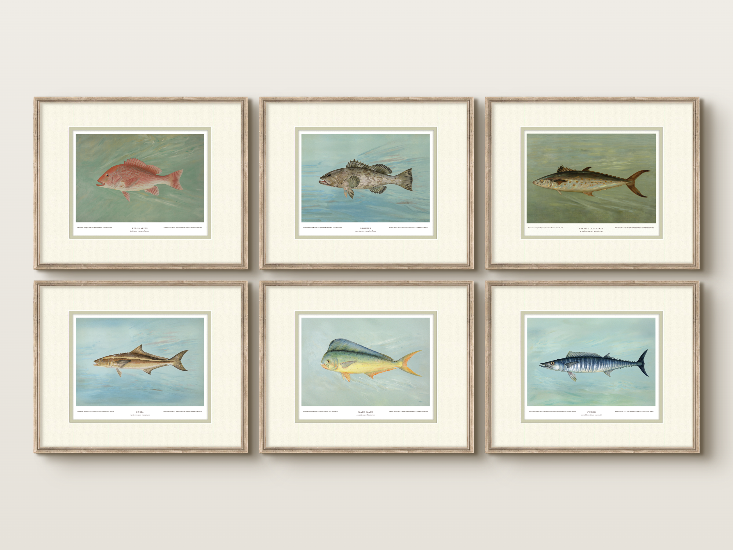 Saltwater Fish Illustrations - Mahi Mahi — view 9