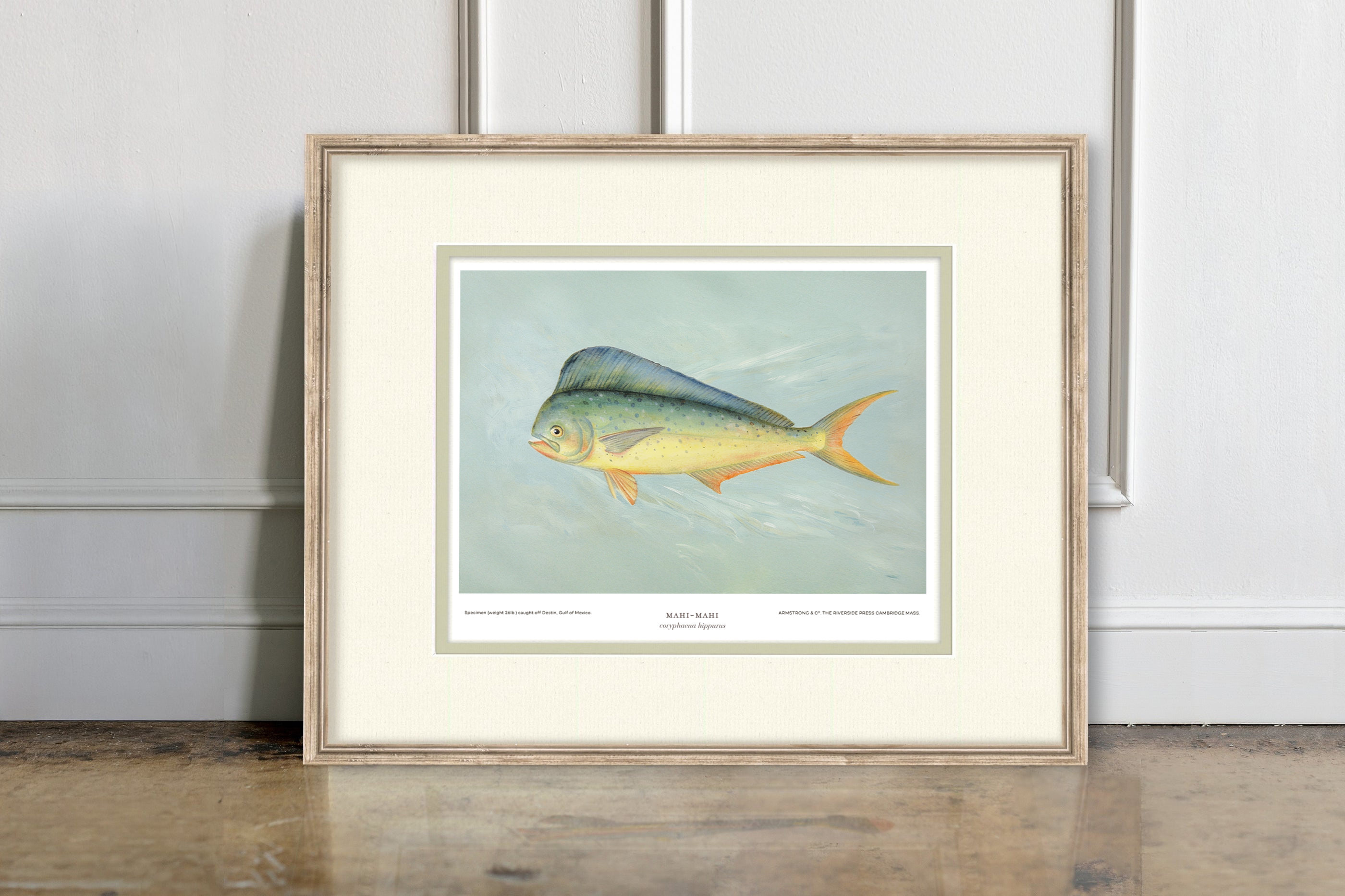 Saltwater Fish Illustrations - Mahi Mahi