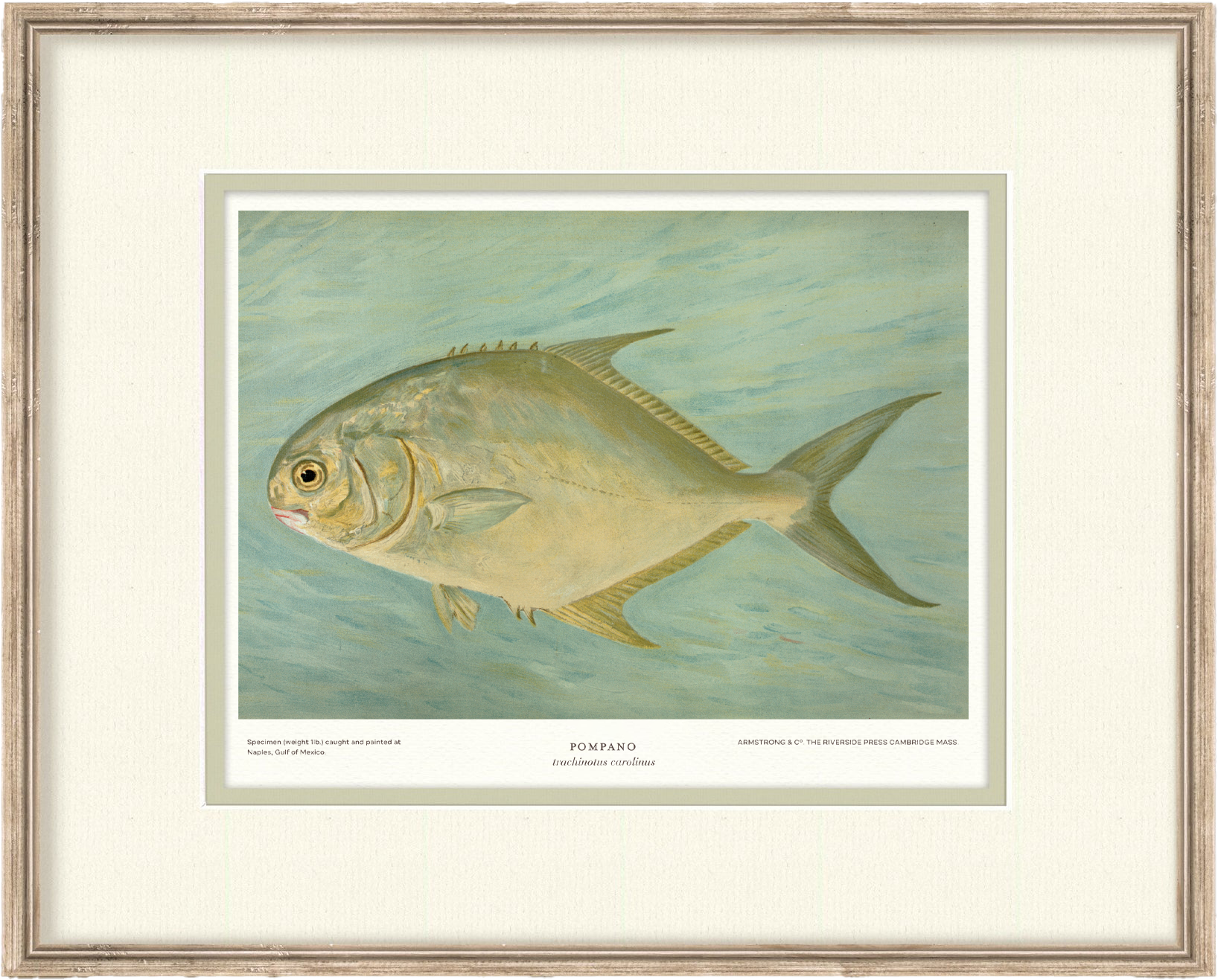 Saltwater Fish Illustrations - Pompano — view 2