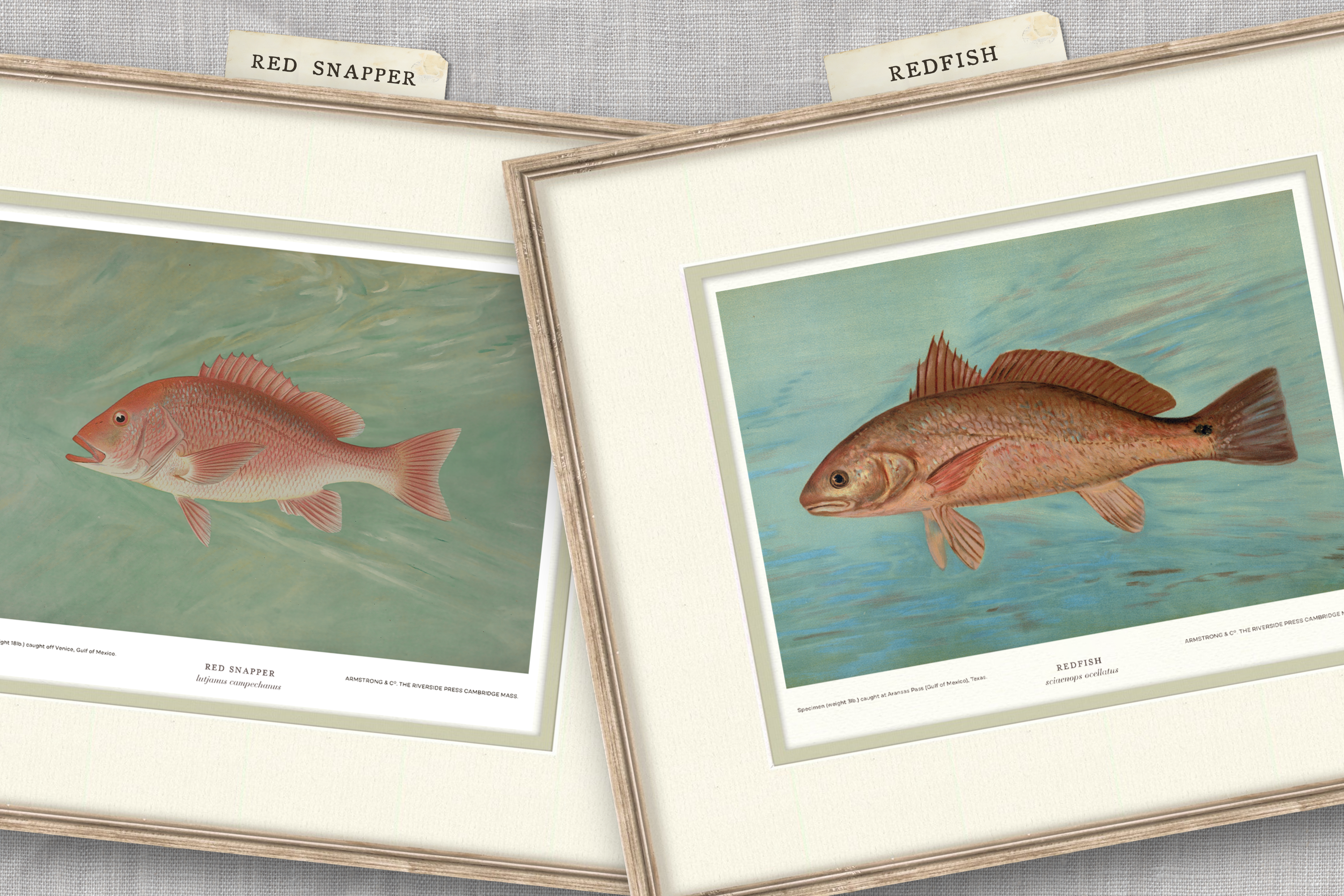 Saltwater Fish Illustrations - Red Snapper — view 3