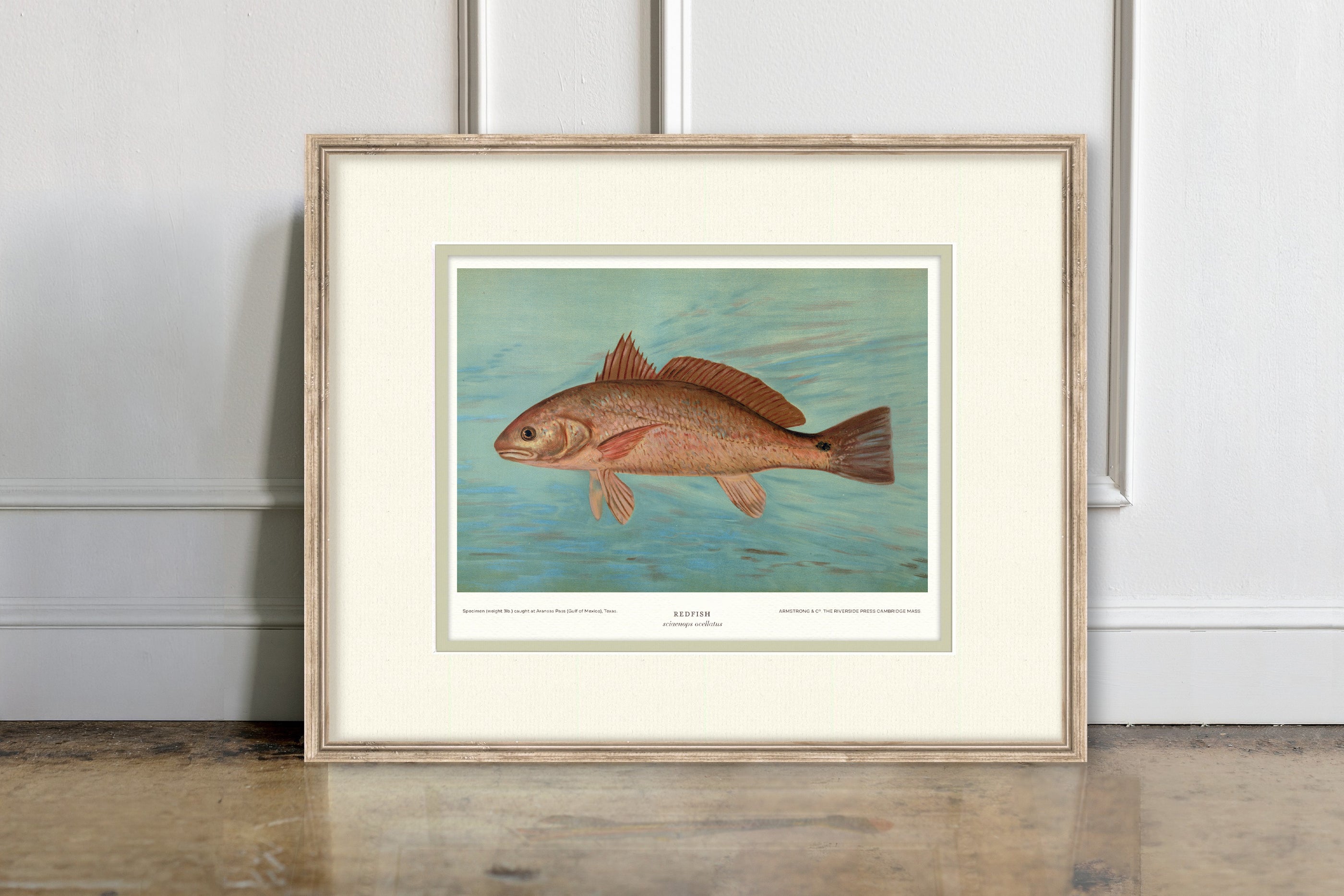 Saltwater Fish Illustrations - Redfish — view 2