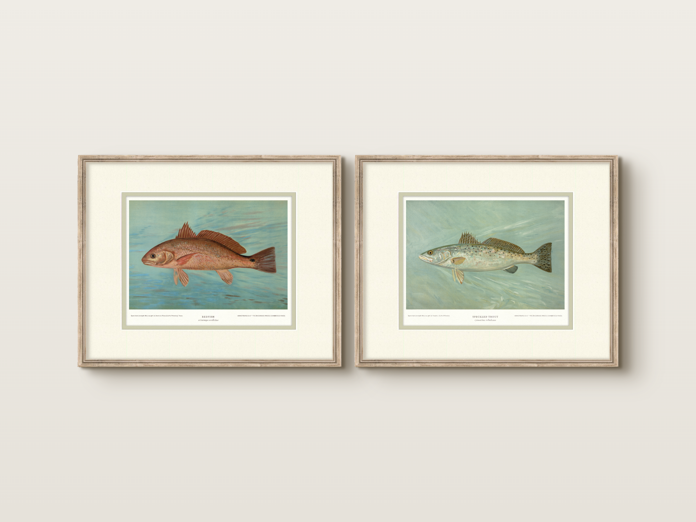 Saltwater Fish Illustrations - Redfish — view 6