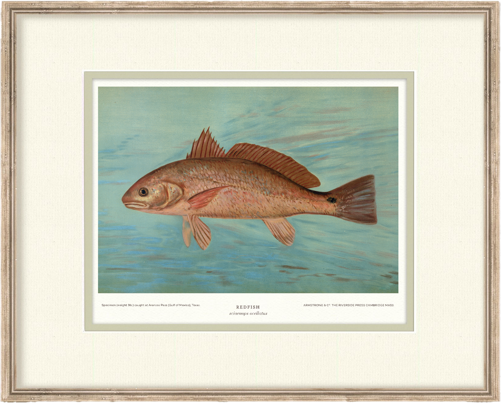 Saltwater Fish Illustrations - Redfish — view 7