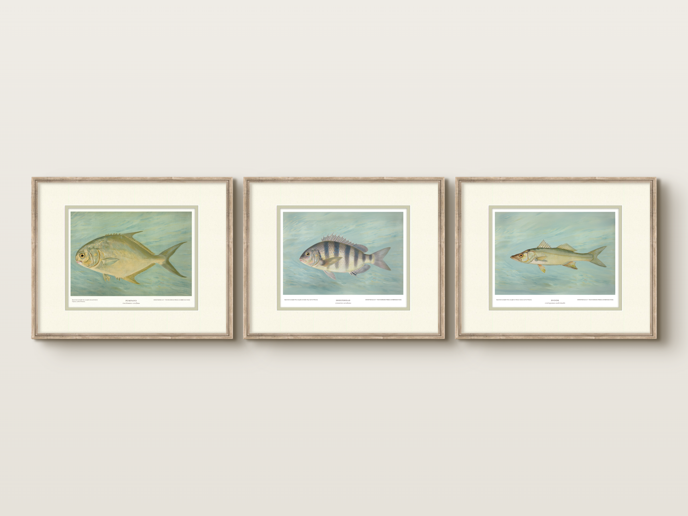 Saltwater Fish Illustrations - Sheepshead — view 2