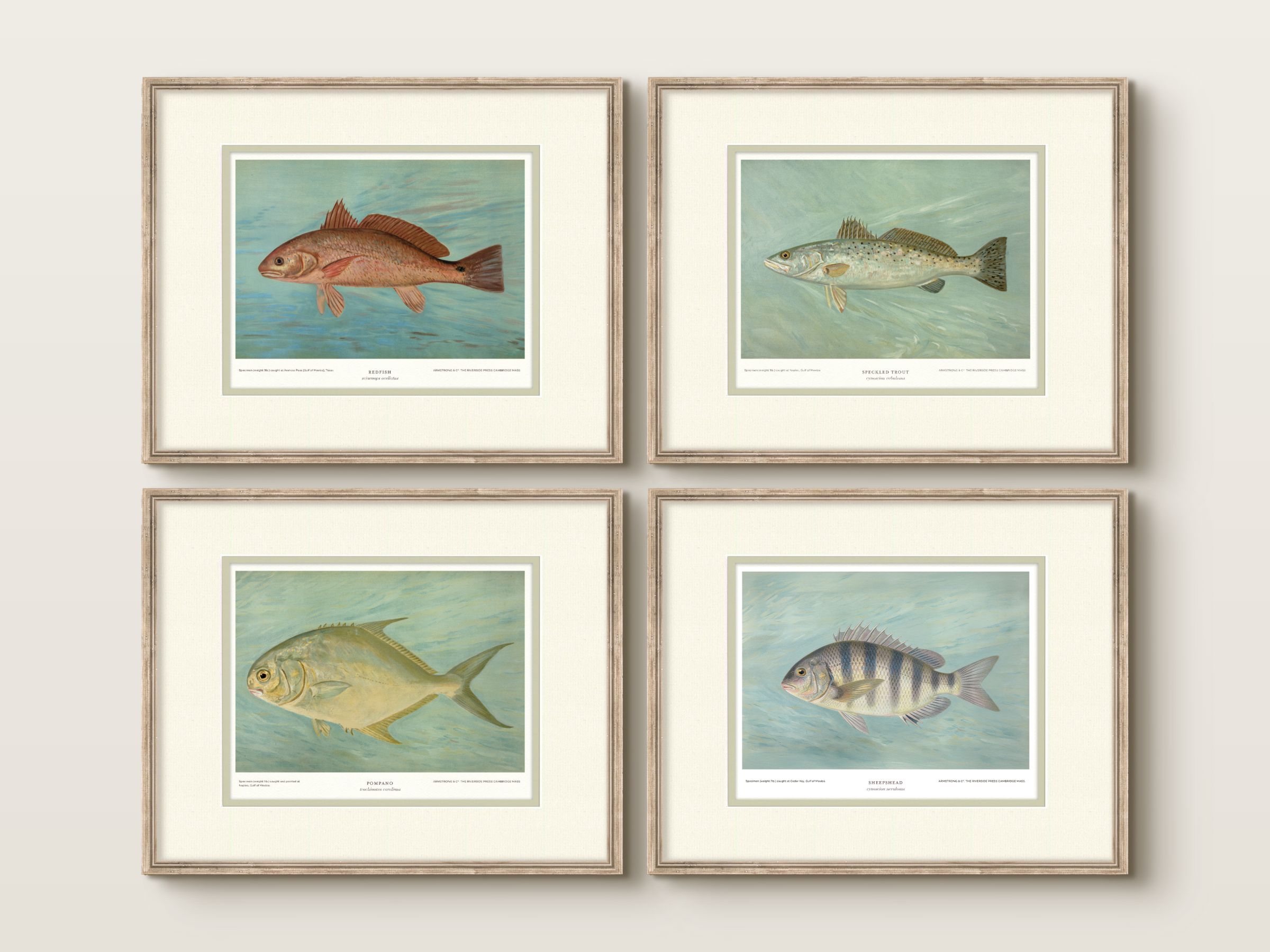 Saltwater Fish Illustrations - Sheepshead — view 5