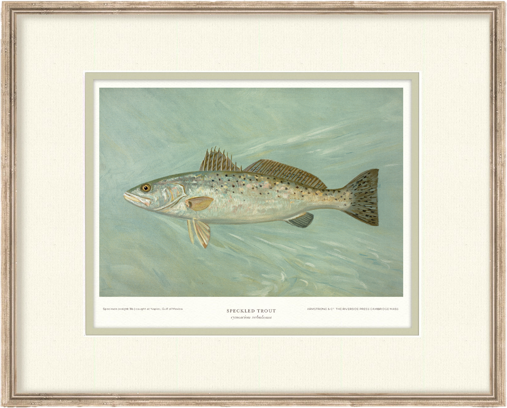 Saltwater Fish Illustrations - Speckled Trout — view 2