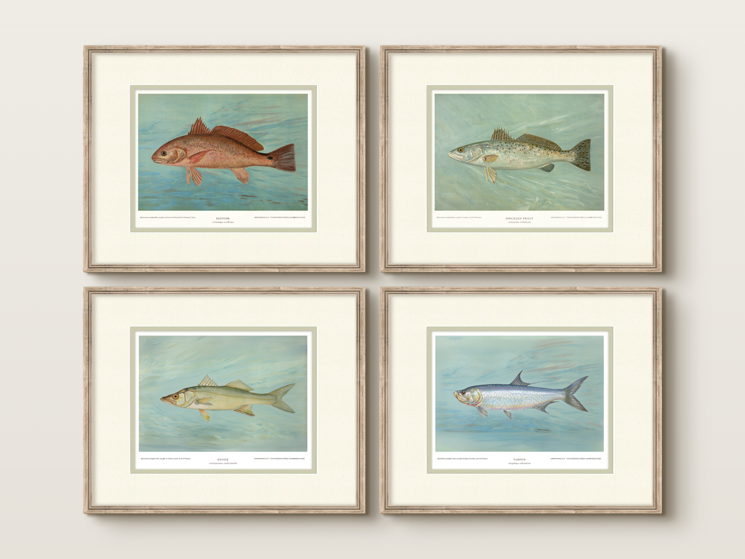 Saltwater Fish Illustrations - Tarpon — view 7
