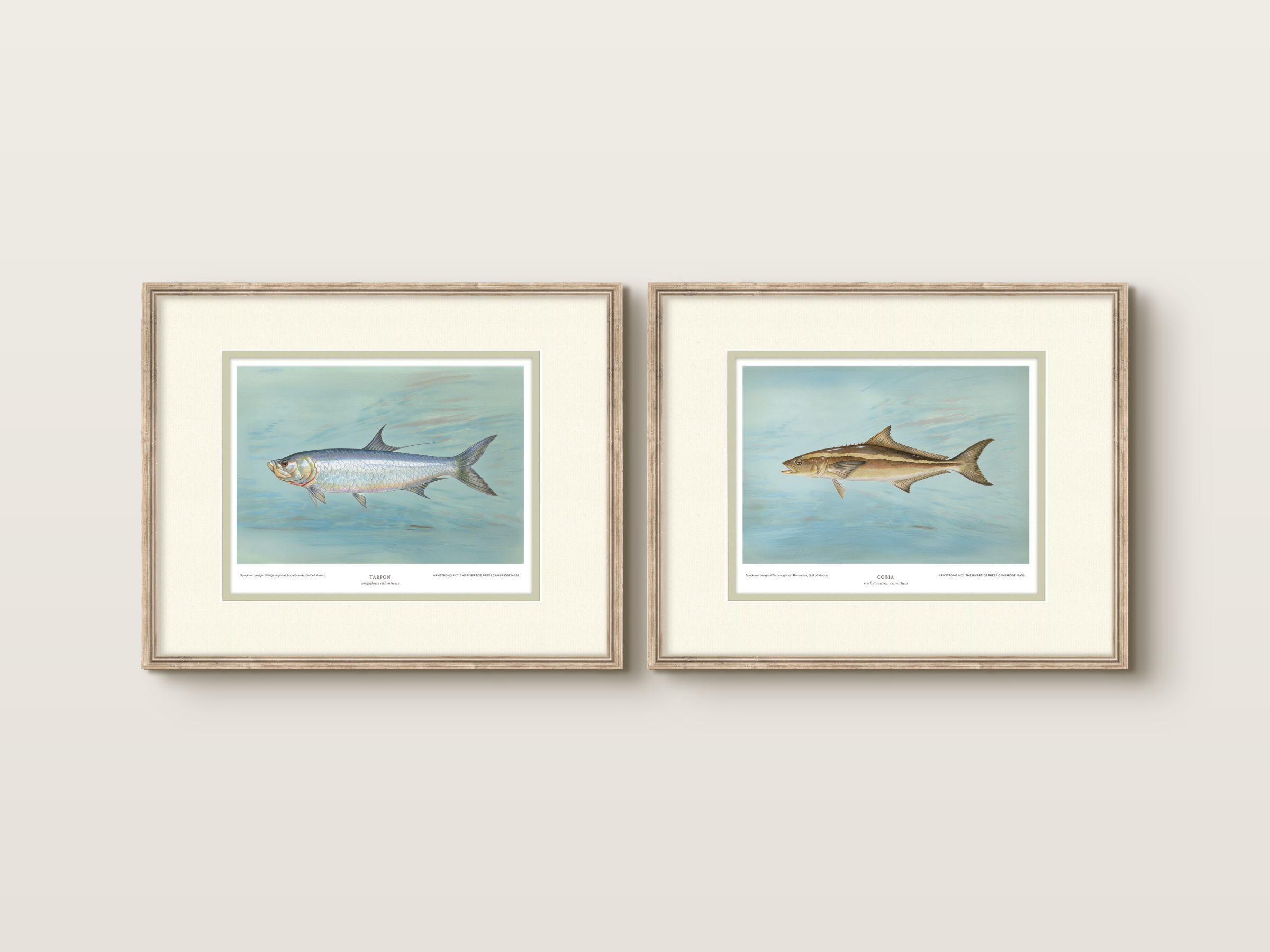 Saltwater Fish Illustrations - Tarpon — view 6