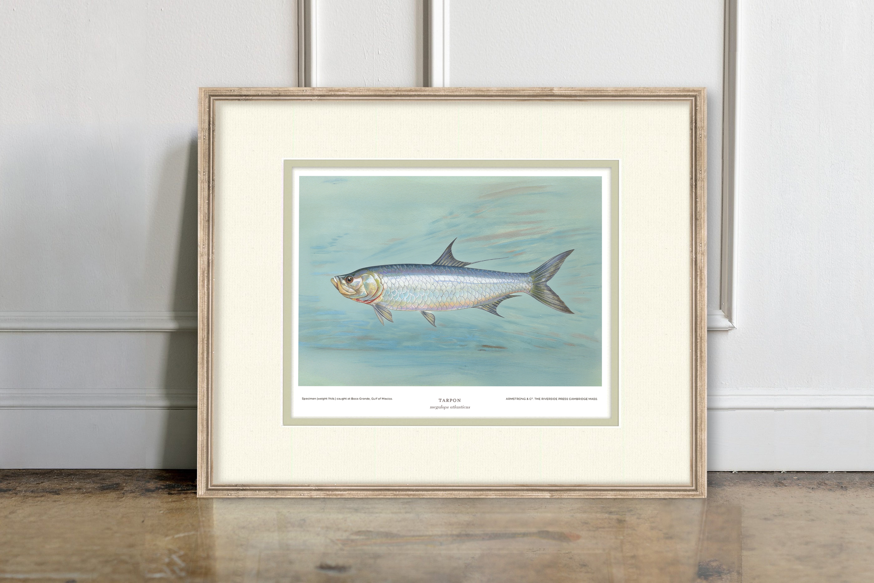 Saltwater Fish Illustrations - Tarpon