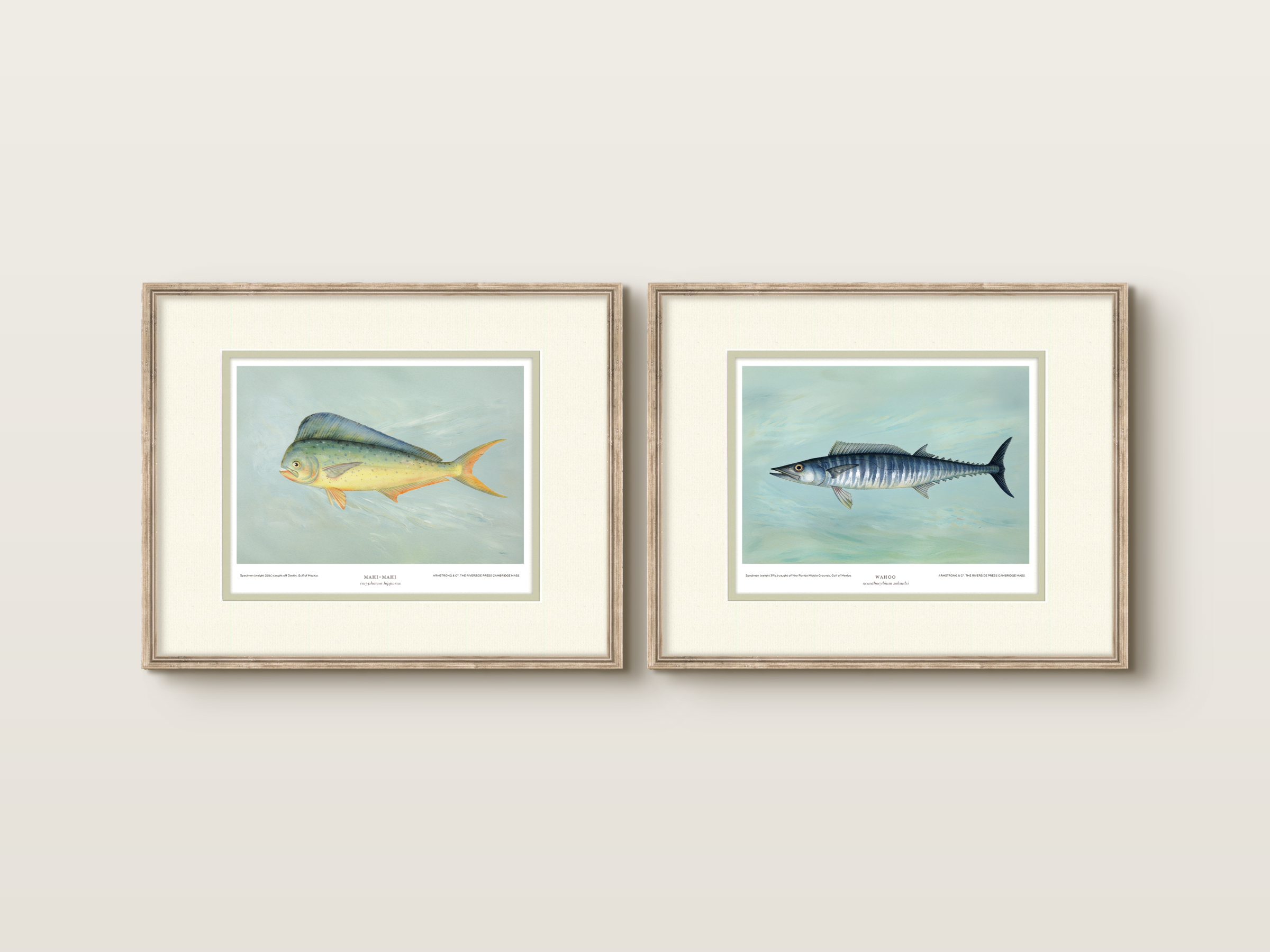 Saltwater Fish Illustrations - Wahoo — view 6
