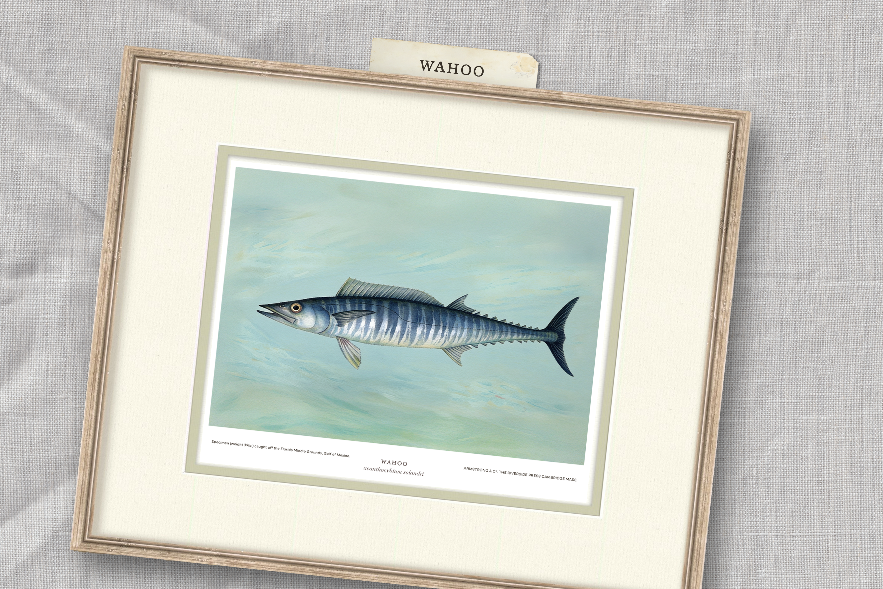 Saltwater Fish Illustrations - Wahoo — view 3