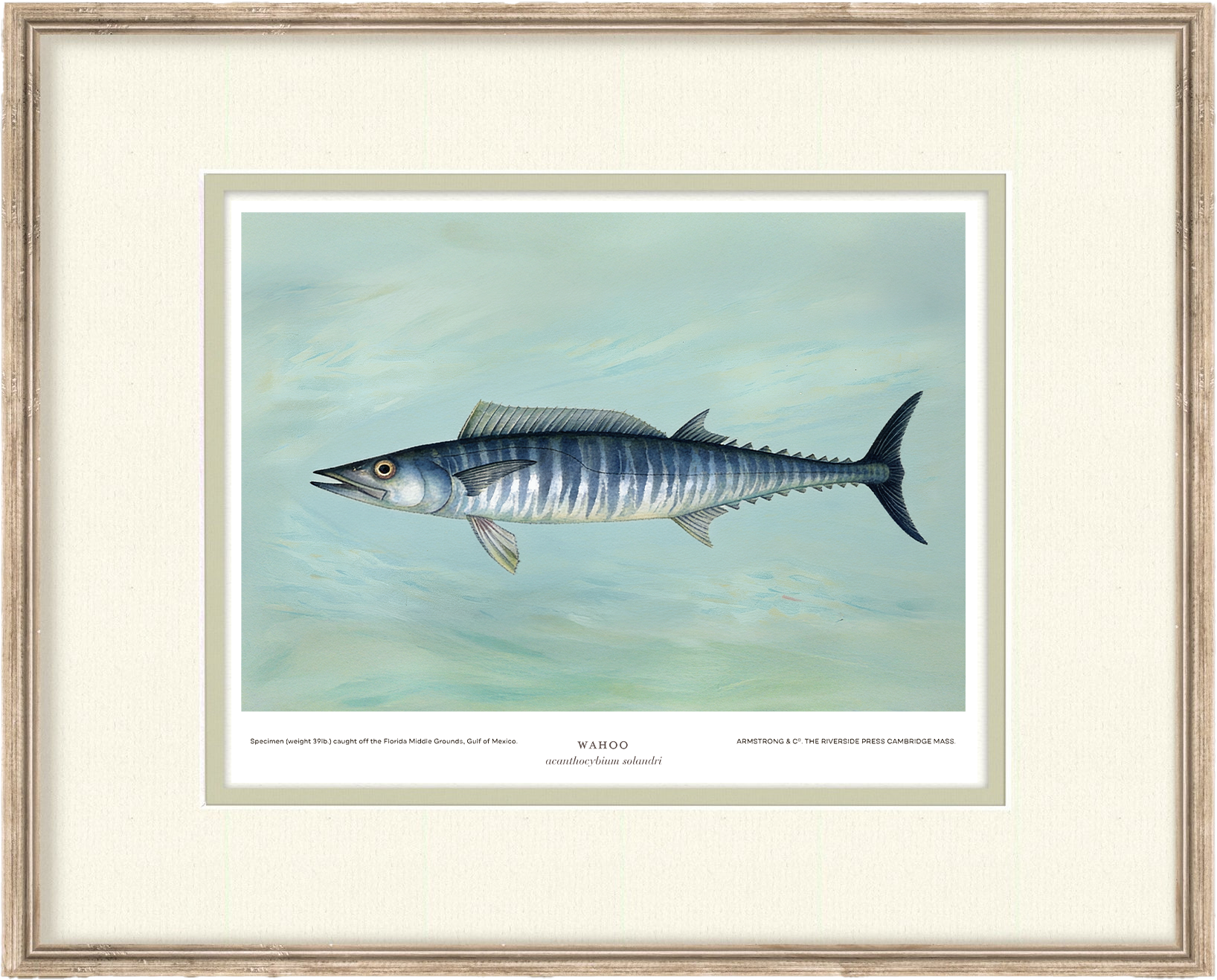Saltwater Fish Illustrations - Wahoo — view 2