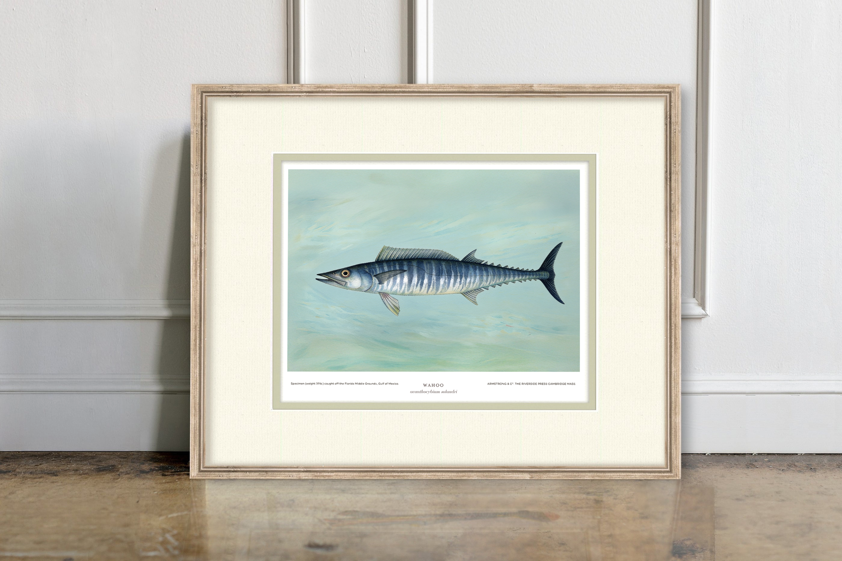 Saltwater Fish Illustrations - Wahoo