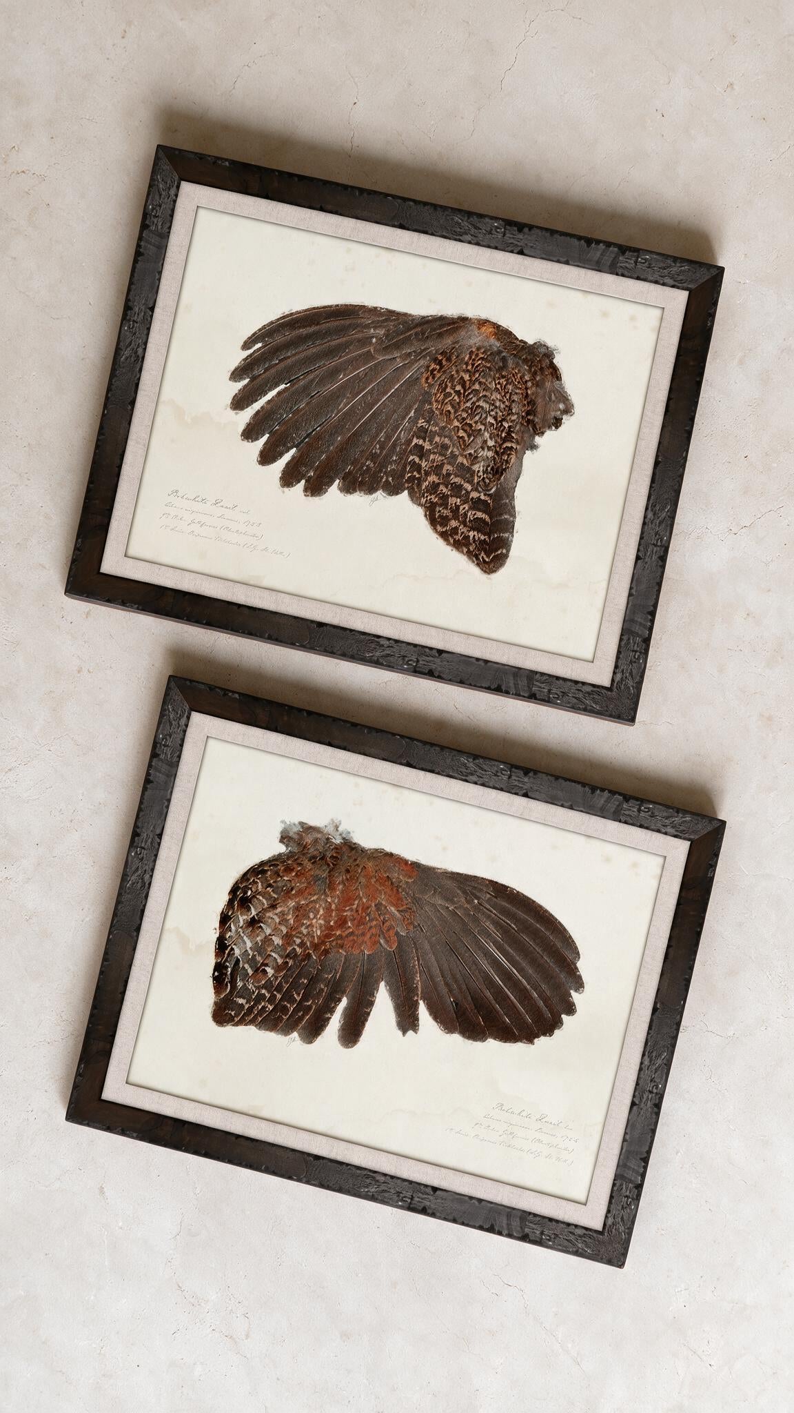 Illustrated Game Bird Wings - Bobwhite Quail Hen