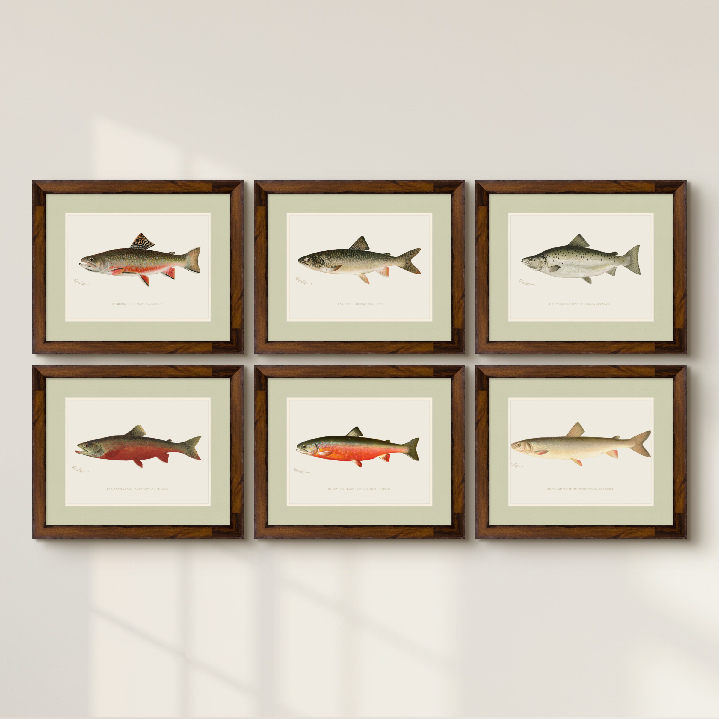 Freshwater Fish Illustrations - Round White Fish