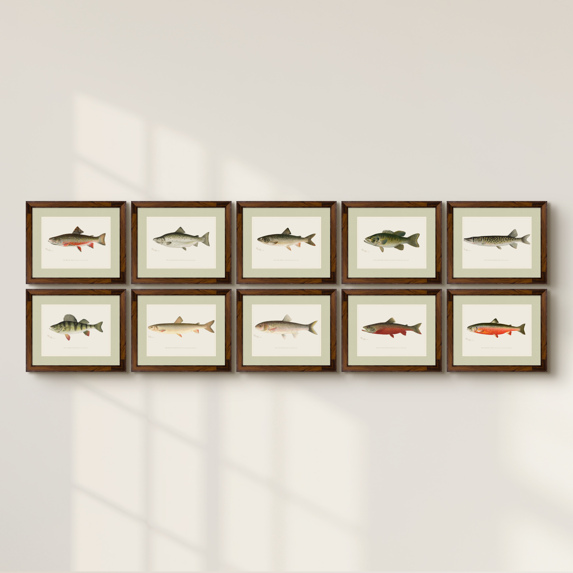 Freshwater Fish Illustrations - Yellow Perch