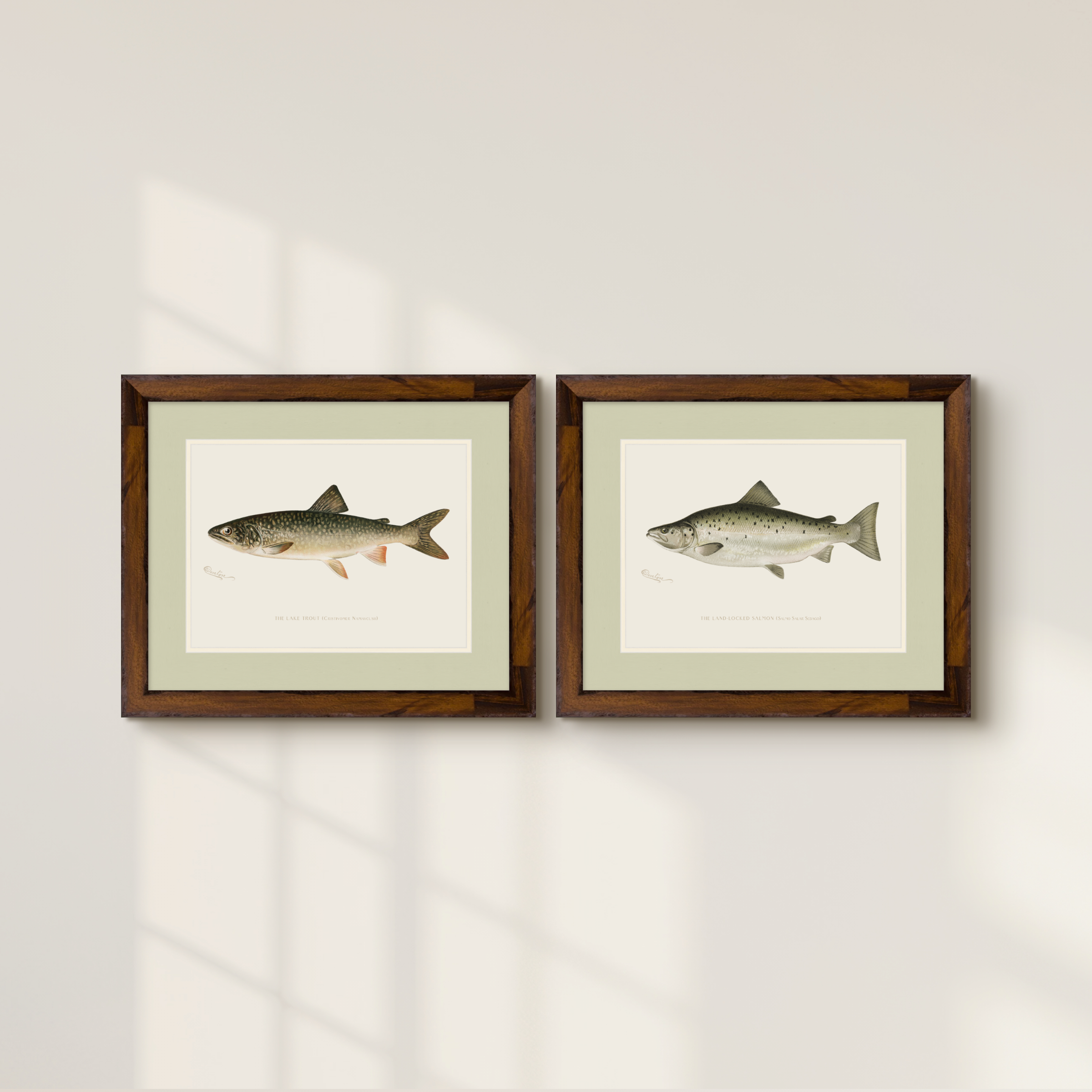 Freshwater Fish Illustrations - Landlocked Salmon