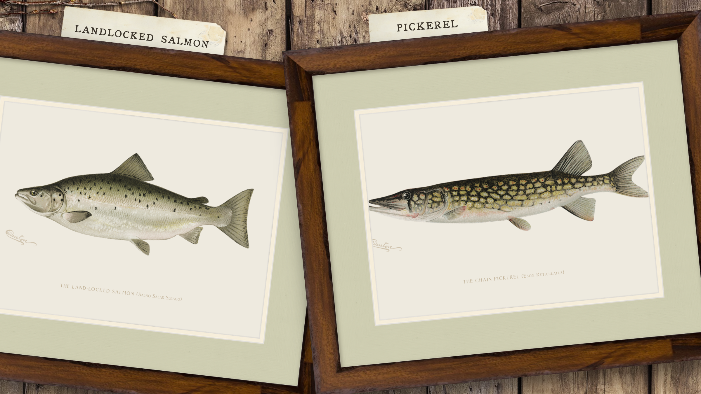 Freshwater Fish Illustrations - Pickerel