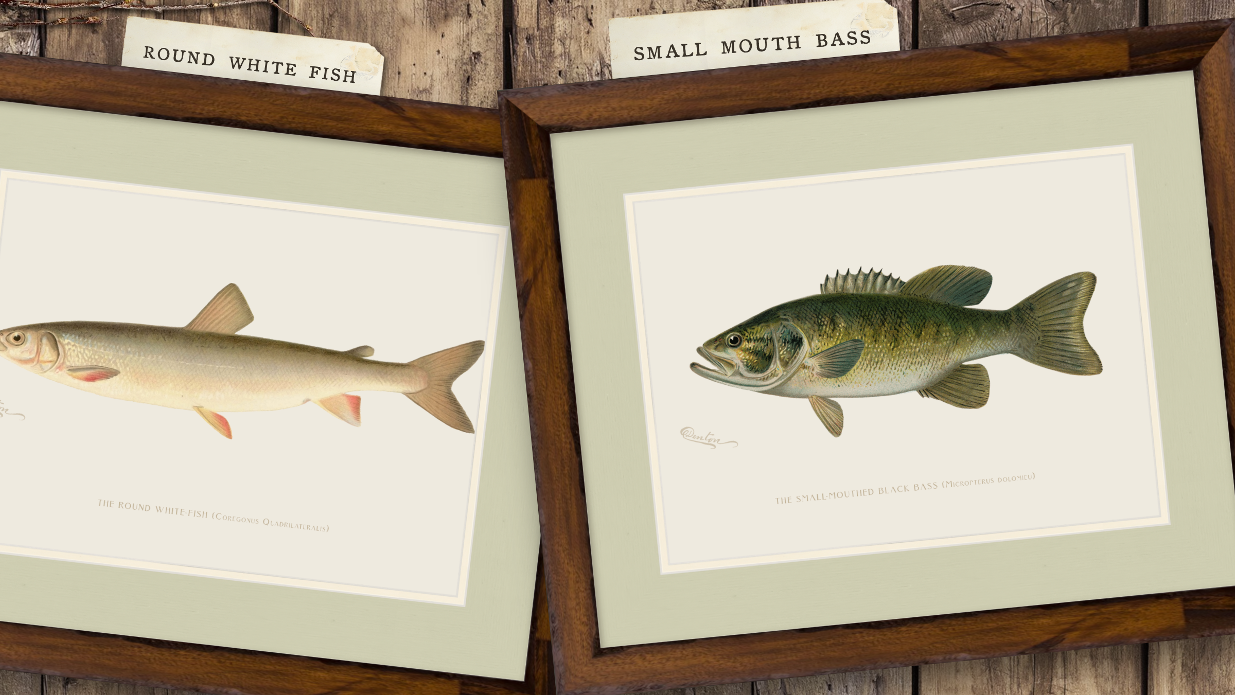 Freshwater Fish Illustrations - Small-Mouthed Bass