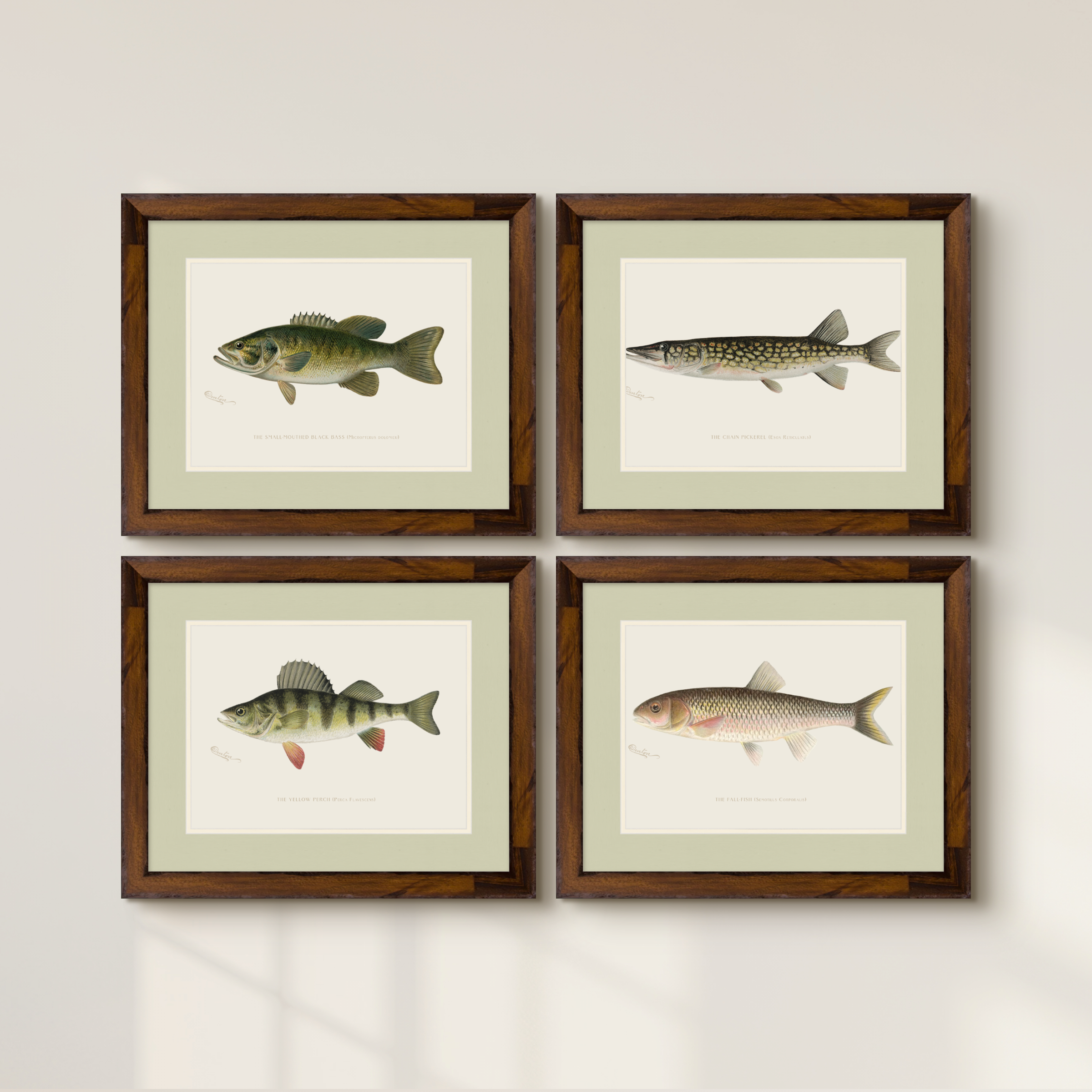 Freshwater Fish Illustrations - Yellow Perch