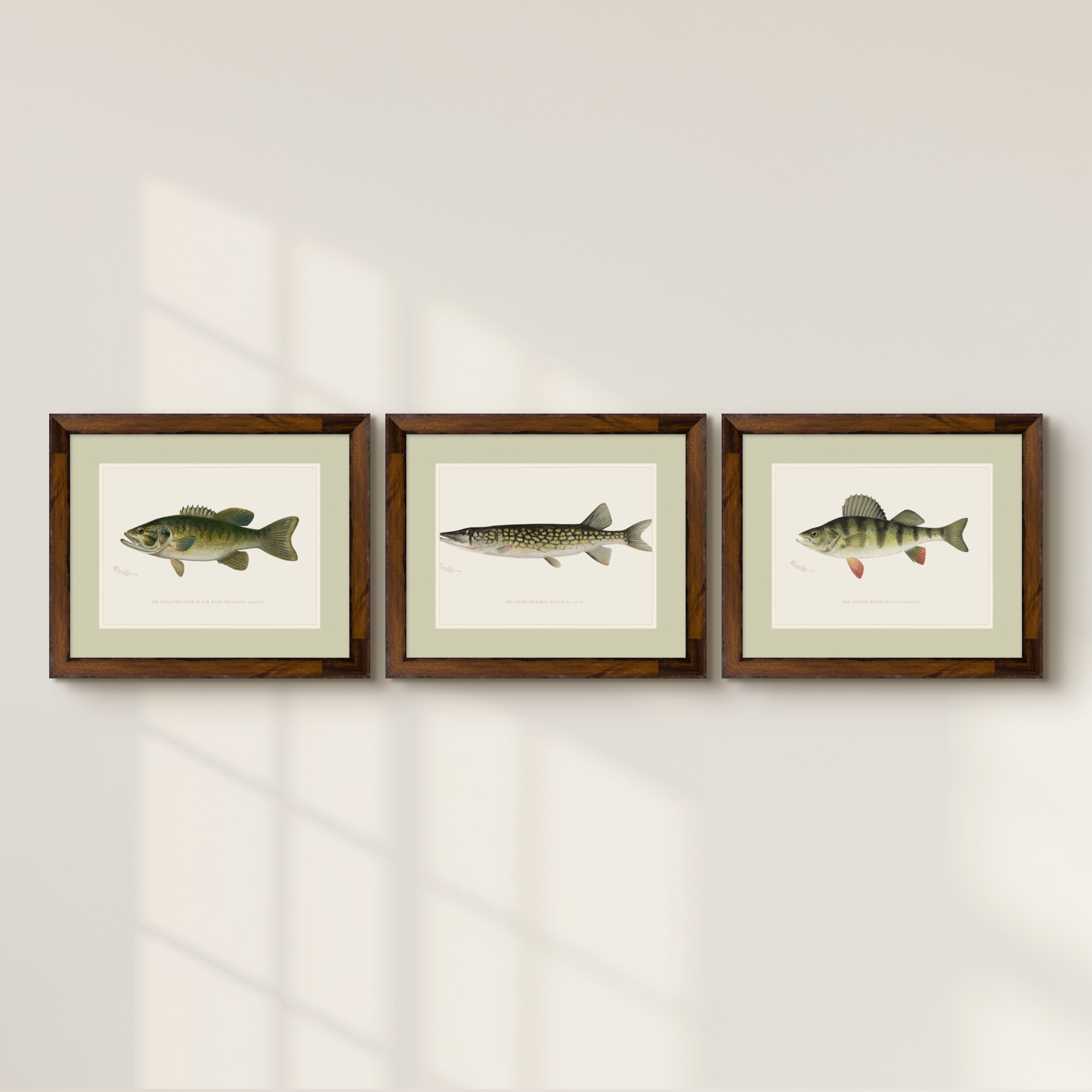 Freshwater Fish Illustrations - Yellow Perch
