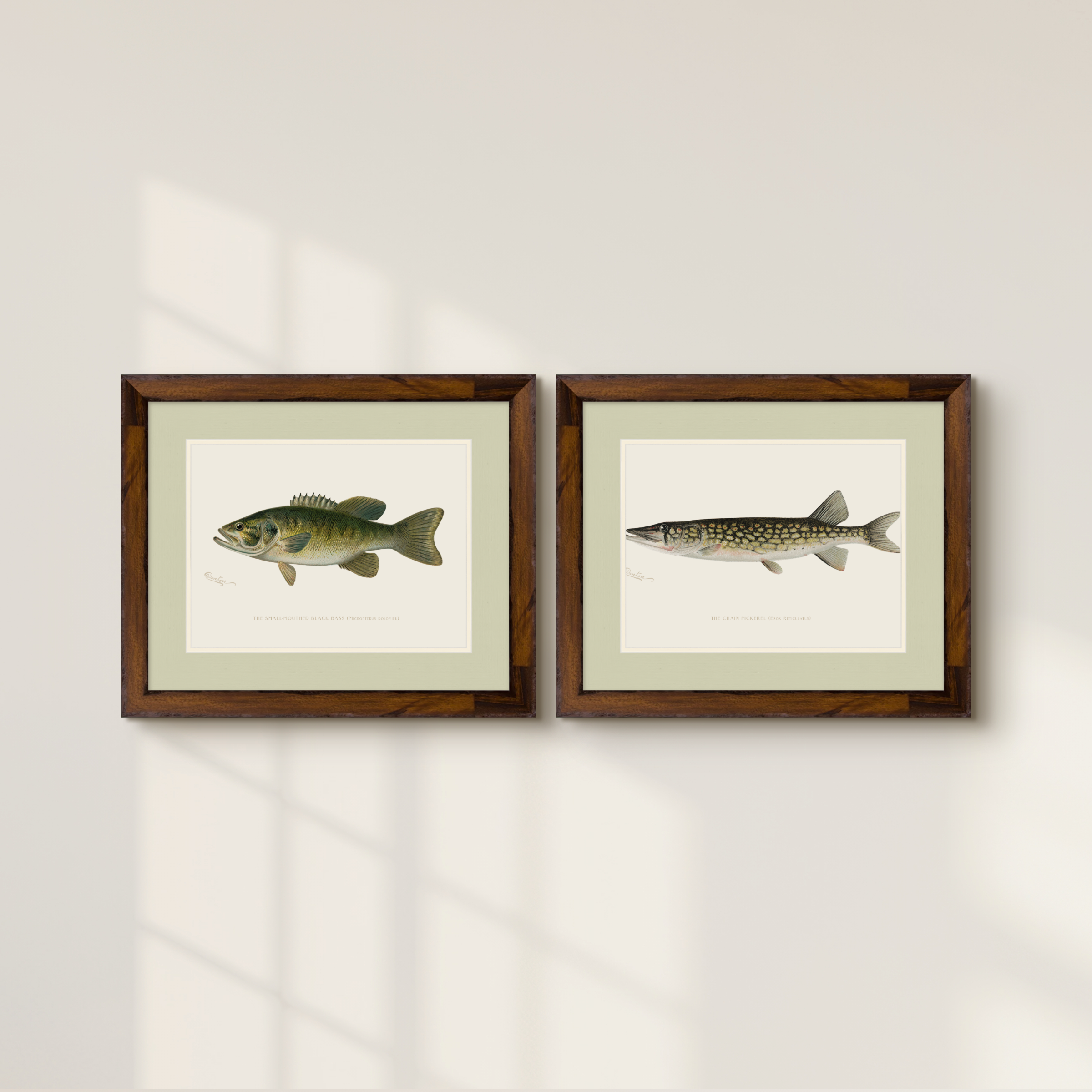 Freshwater Fish Illustrations - Pickerel