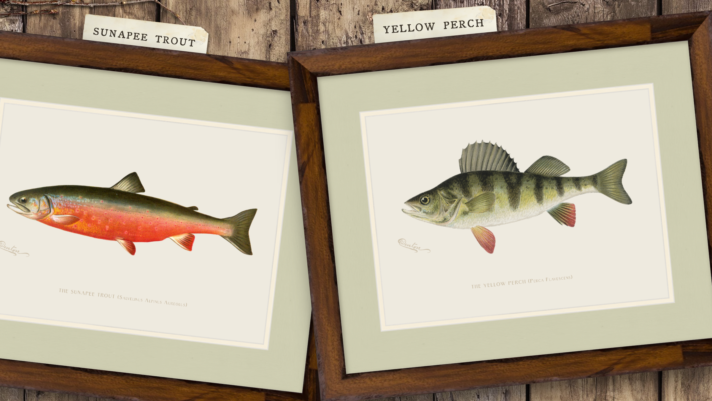 Freshwater Fish Illustrations - Yellow Perch