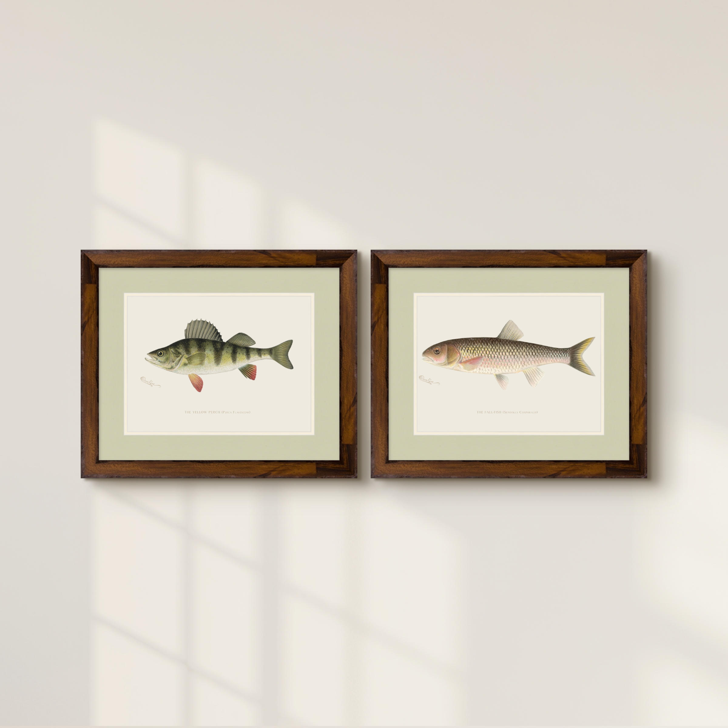 Freshwater Fish Illustrations - Yellow Perch