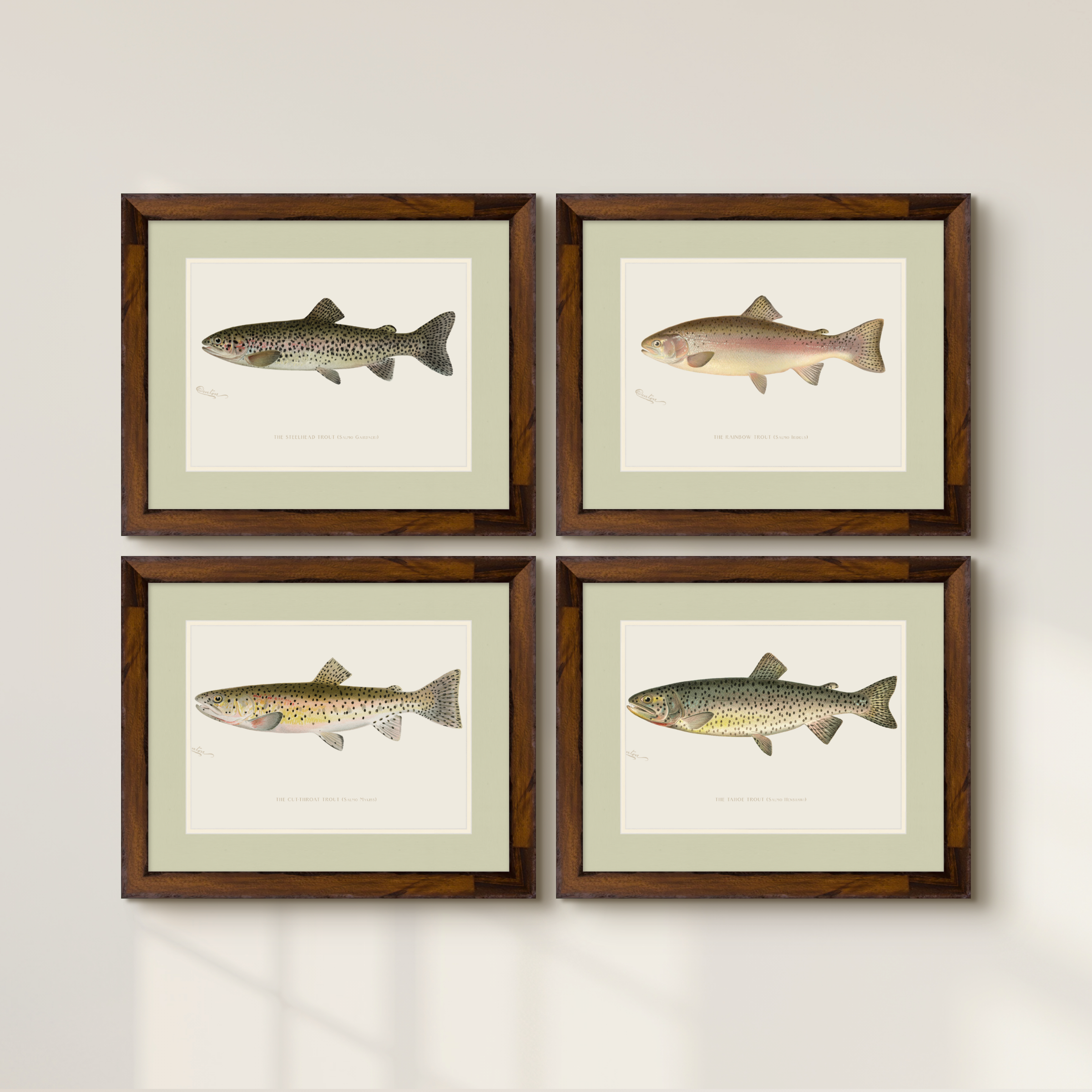 Freshwater Fish Illustrations - Steelhead Trout