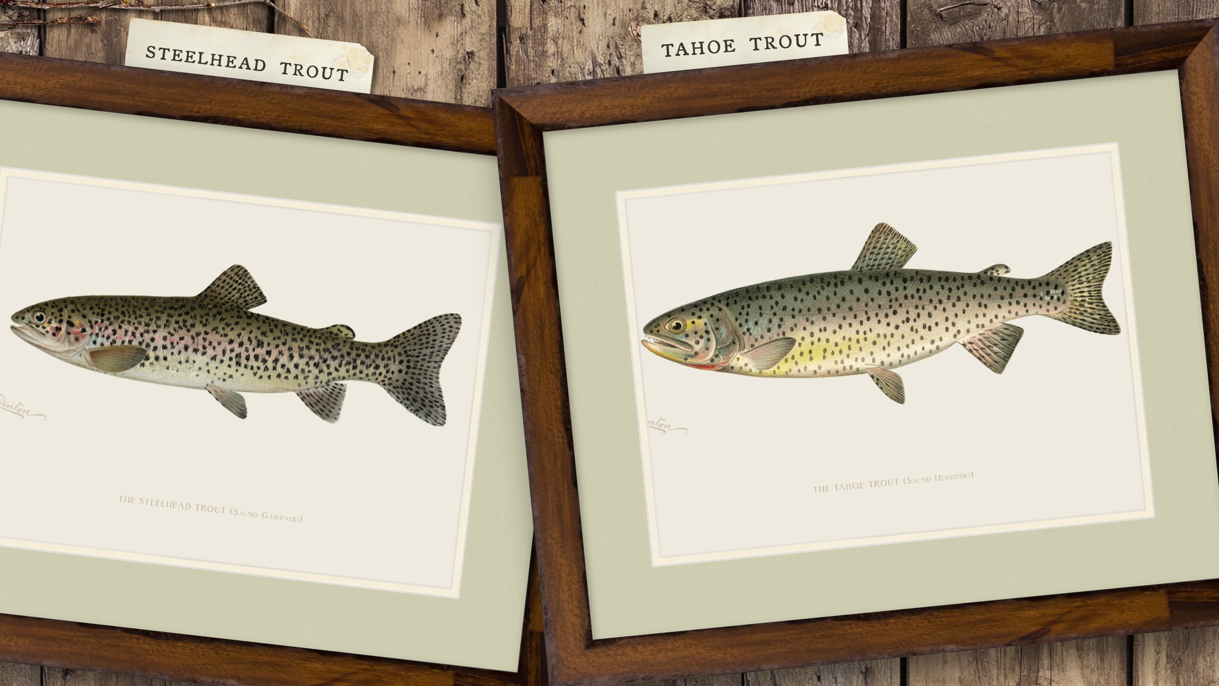 Freshwater Fish Illustrations - Tahoe Trout