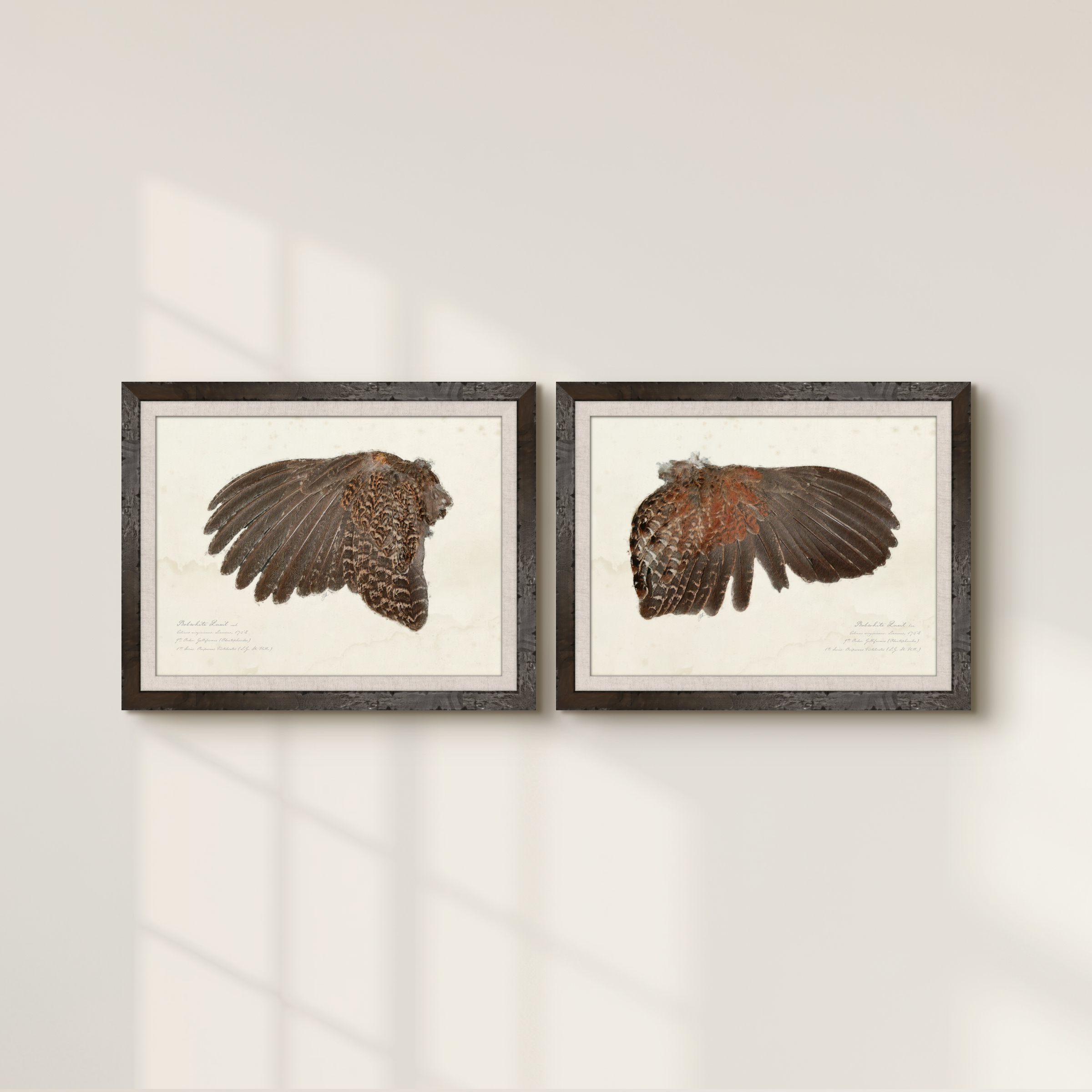 Illustrated Game Bird Wings - Bobwhite Quail Cock