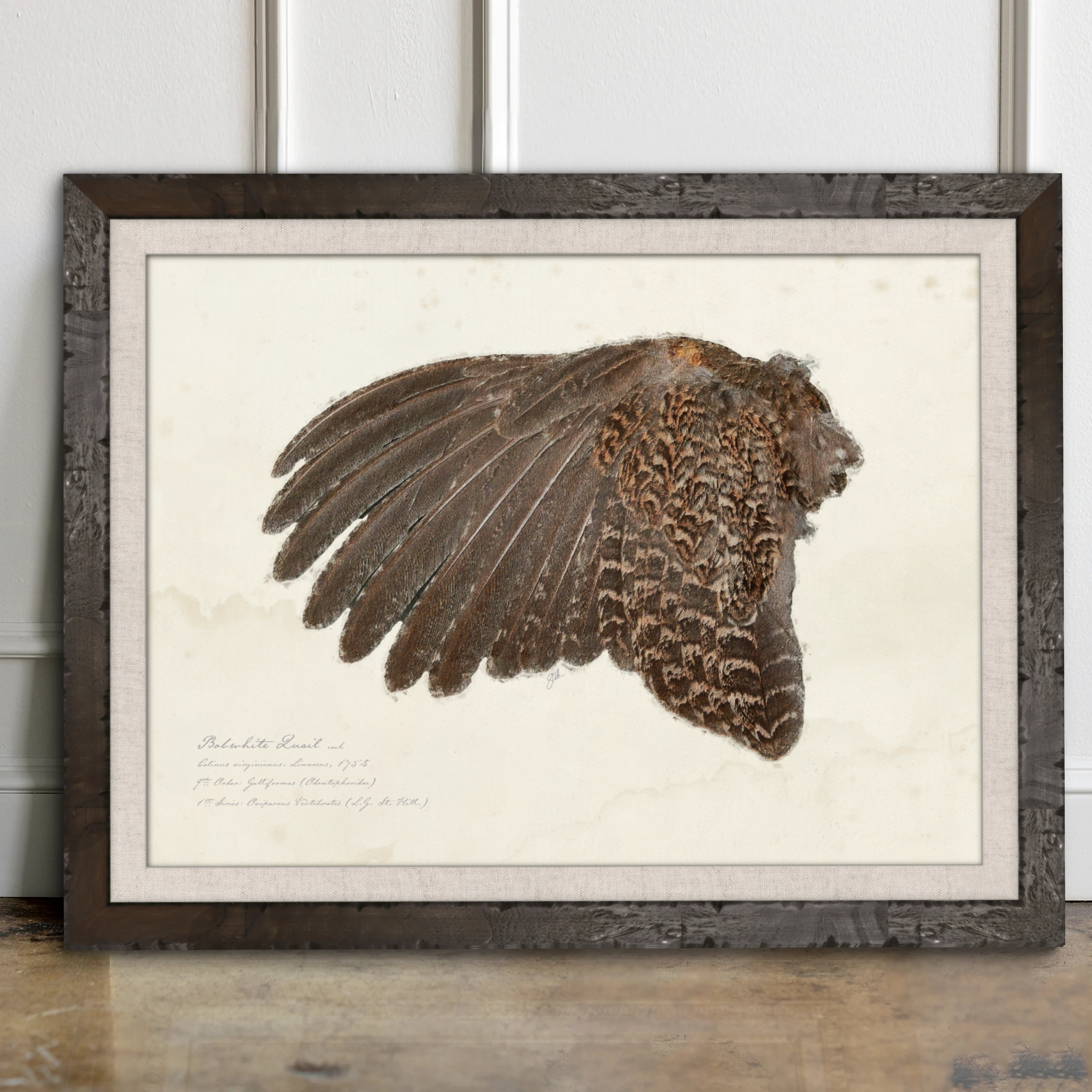 Illustrated Game Bird Wings - Bobwhite Quail Cock