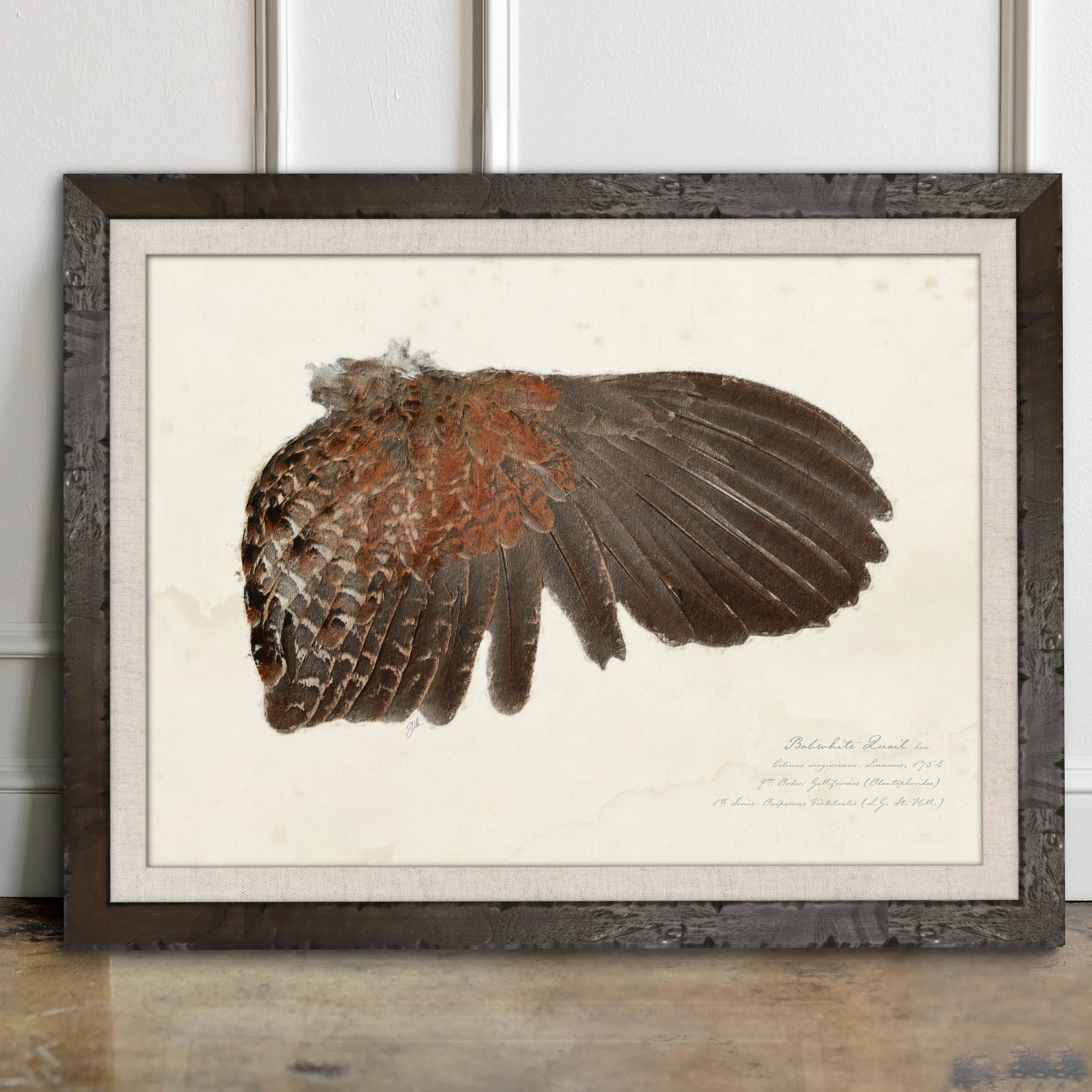Illustrated Game Bird Wings - Bobwhite Quail Hen