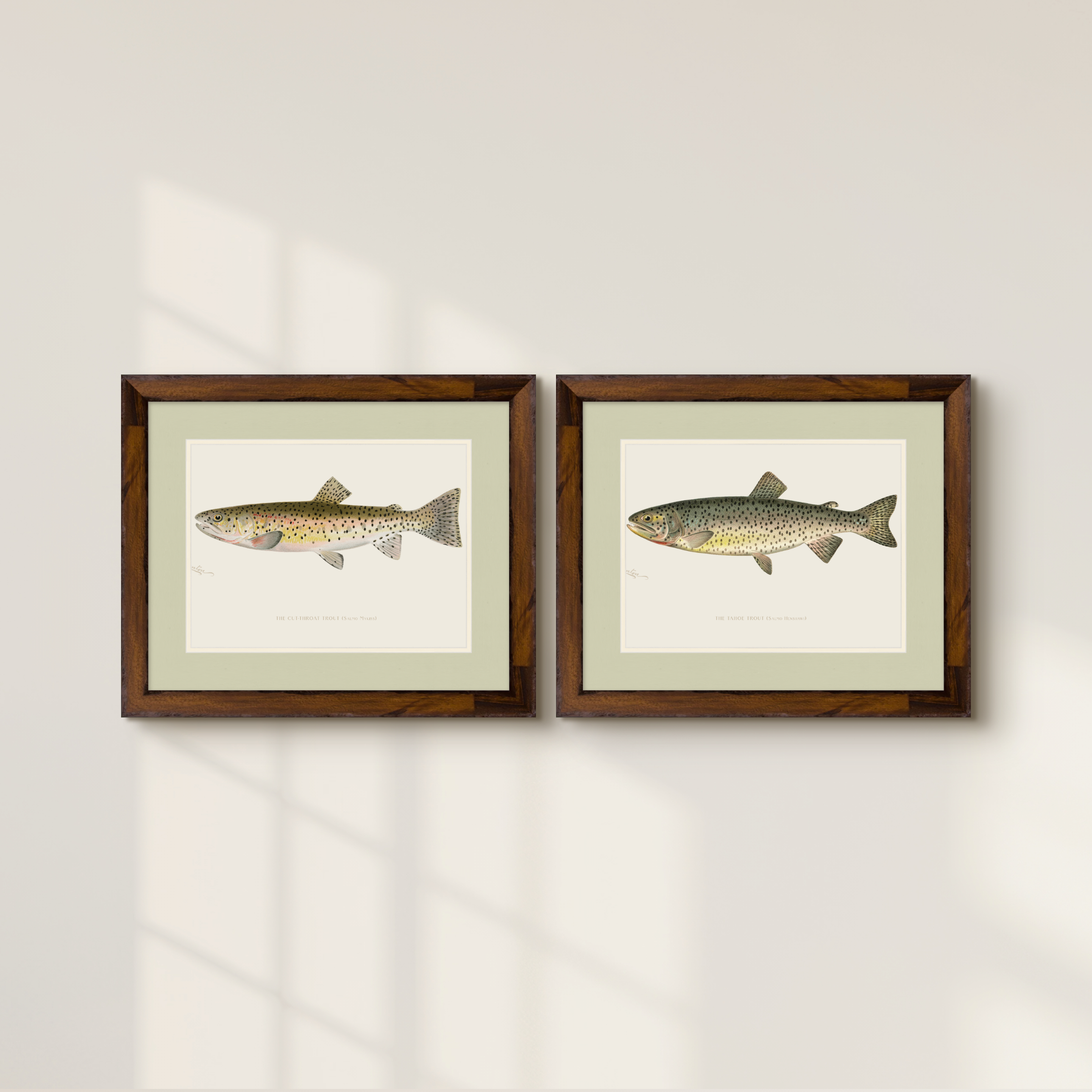 Freshwater Fish Illustrations - Cut-throat Trout