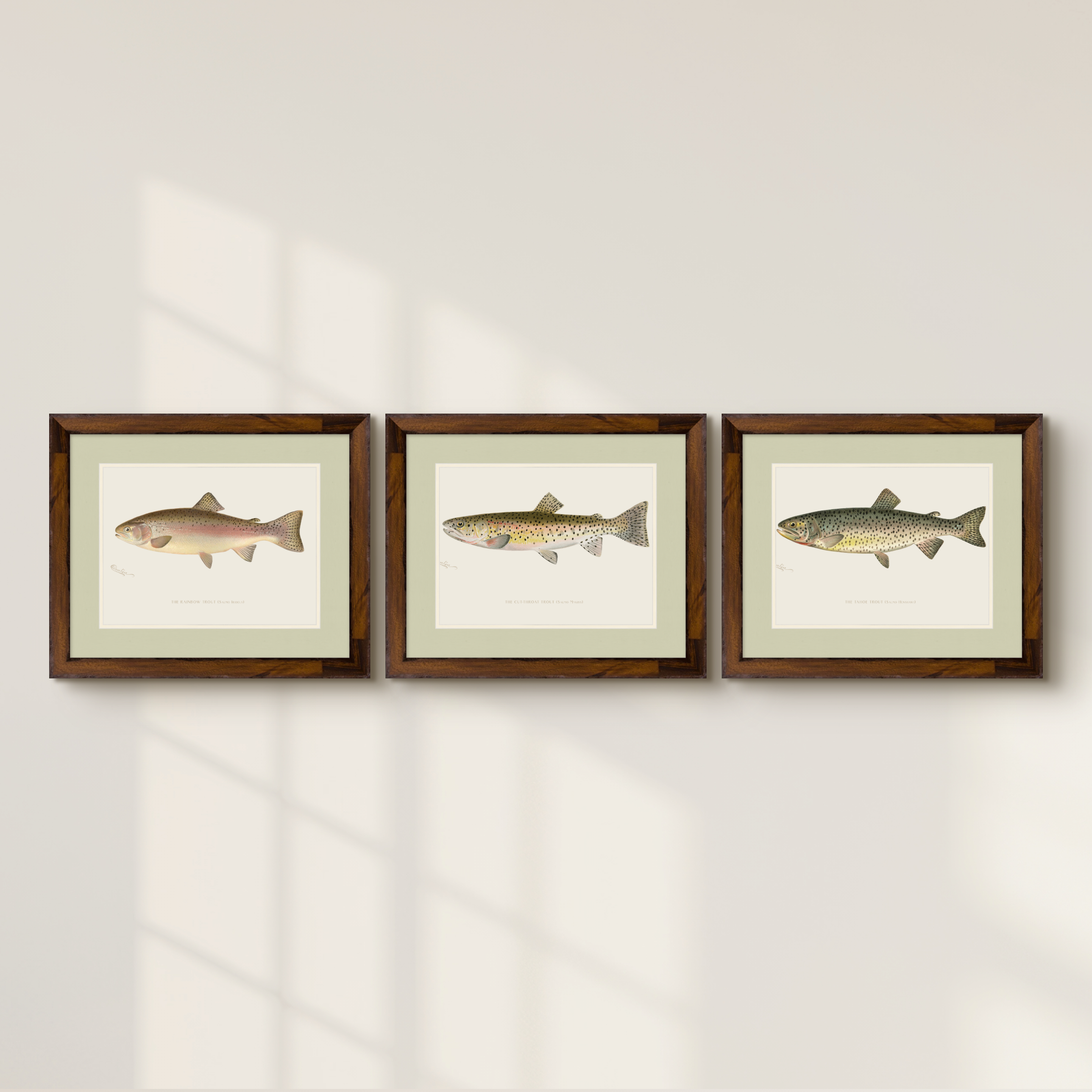 Freshwater Fish Illustrations - Cut-throat Trout