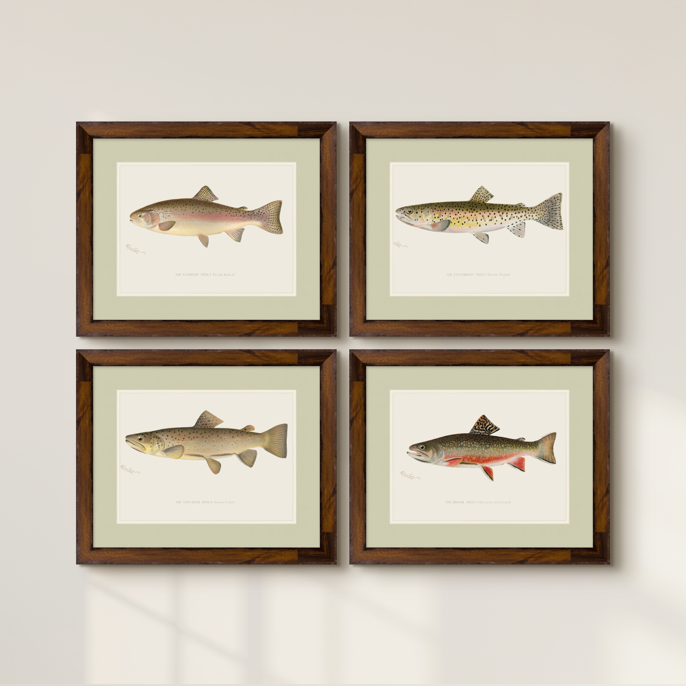 Freshwater Fish Illustrations - Cut-throat Trout