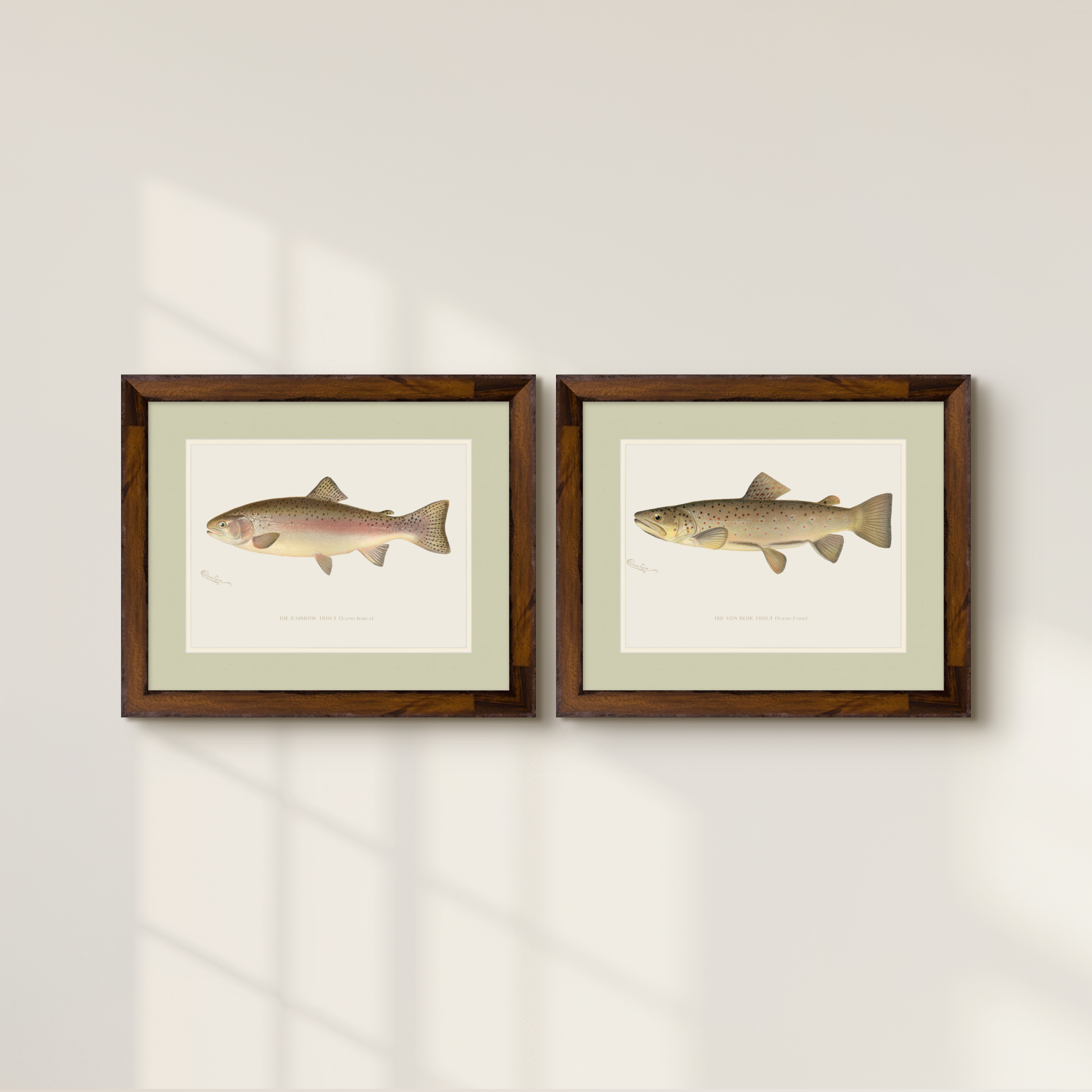 Freshwater Fish Illustrations - Rainbow Trout