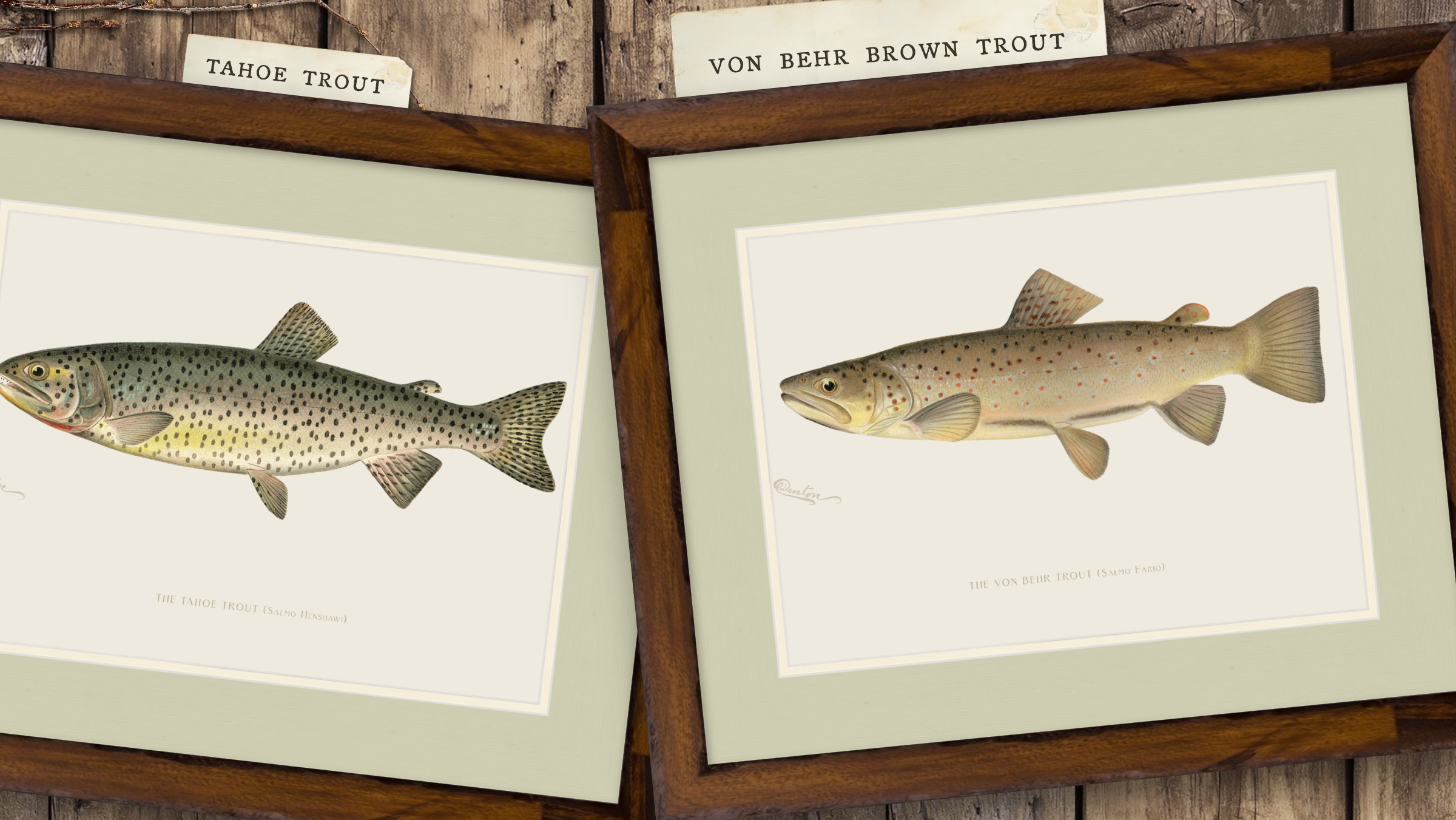 Freshwater Fish Illustrations - Brown Trout