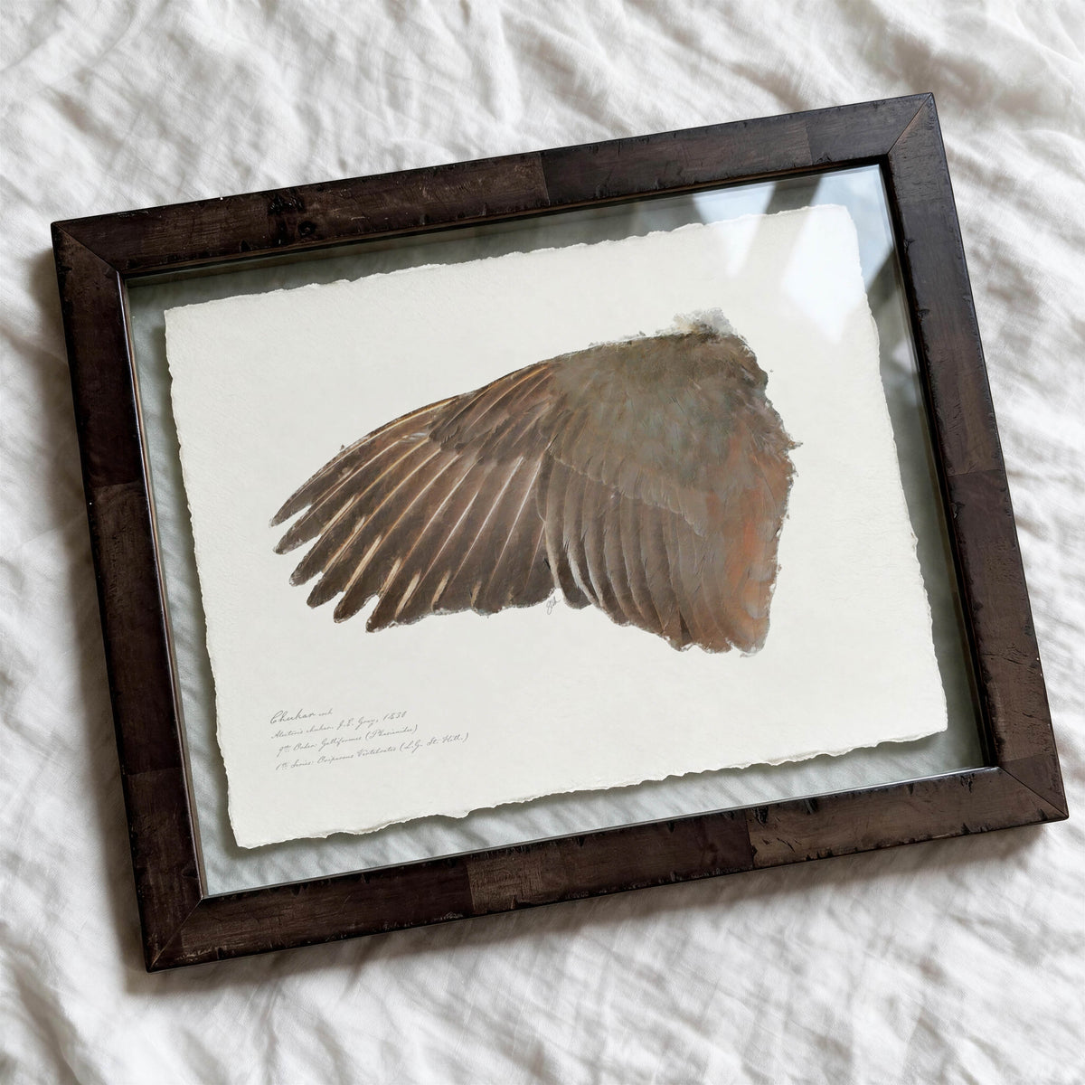 Illustrated Game Bird Wings - Chukar Cock