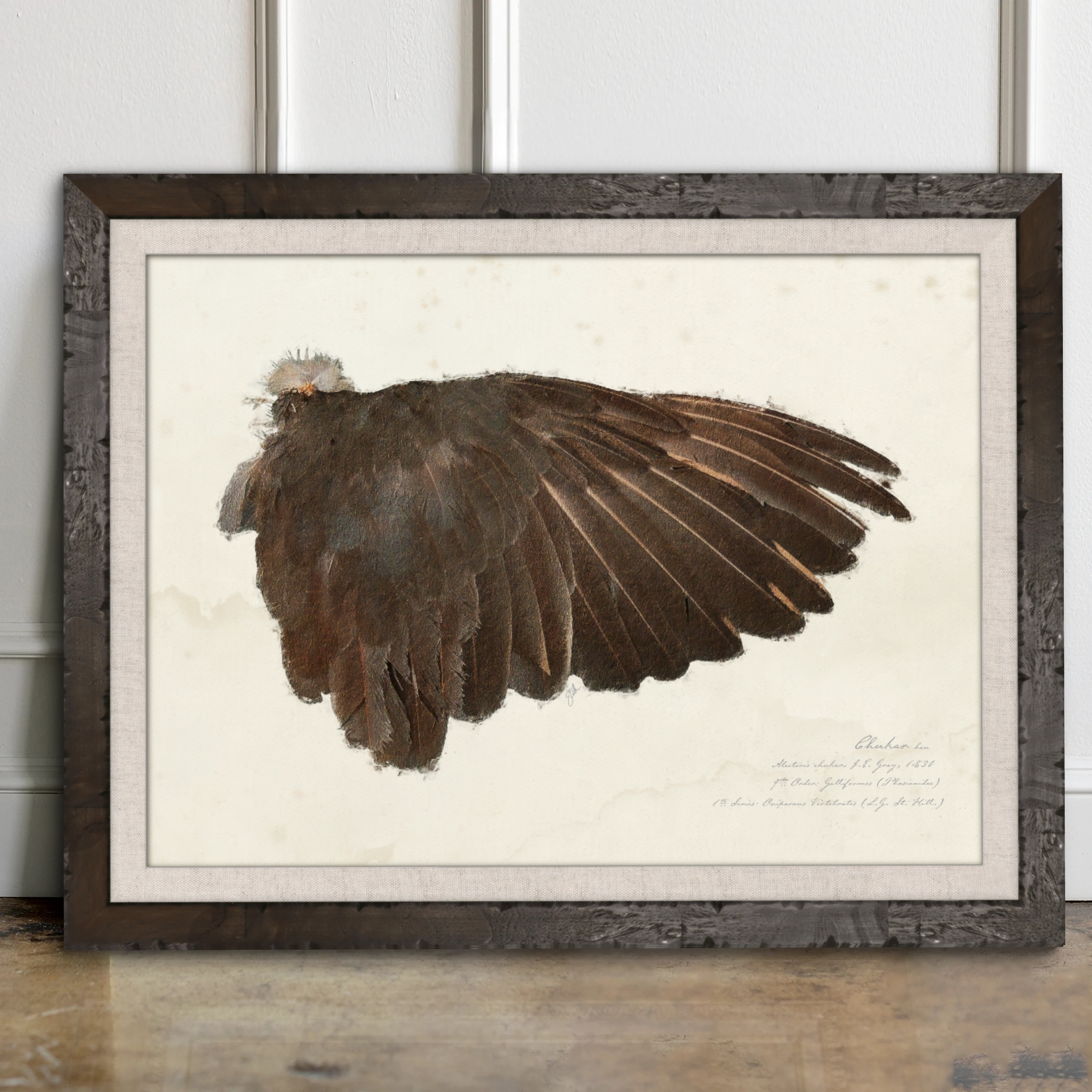Illustrated Game Bird Wings - Chukar Hen