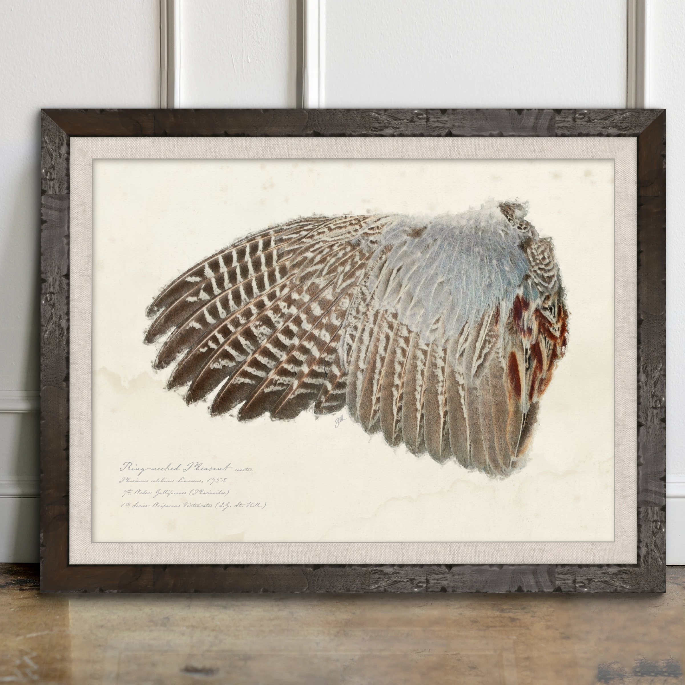 Illustrated Game Bird Wings - Ring-Necked Pheasant Rooster