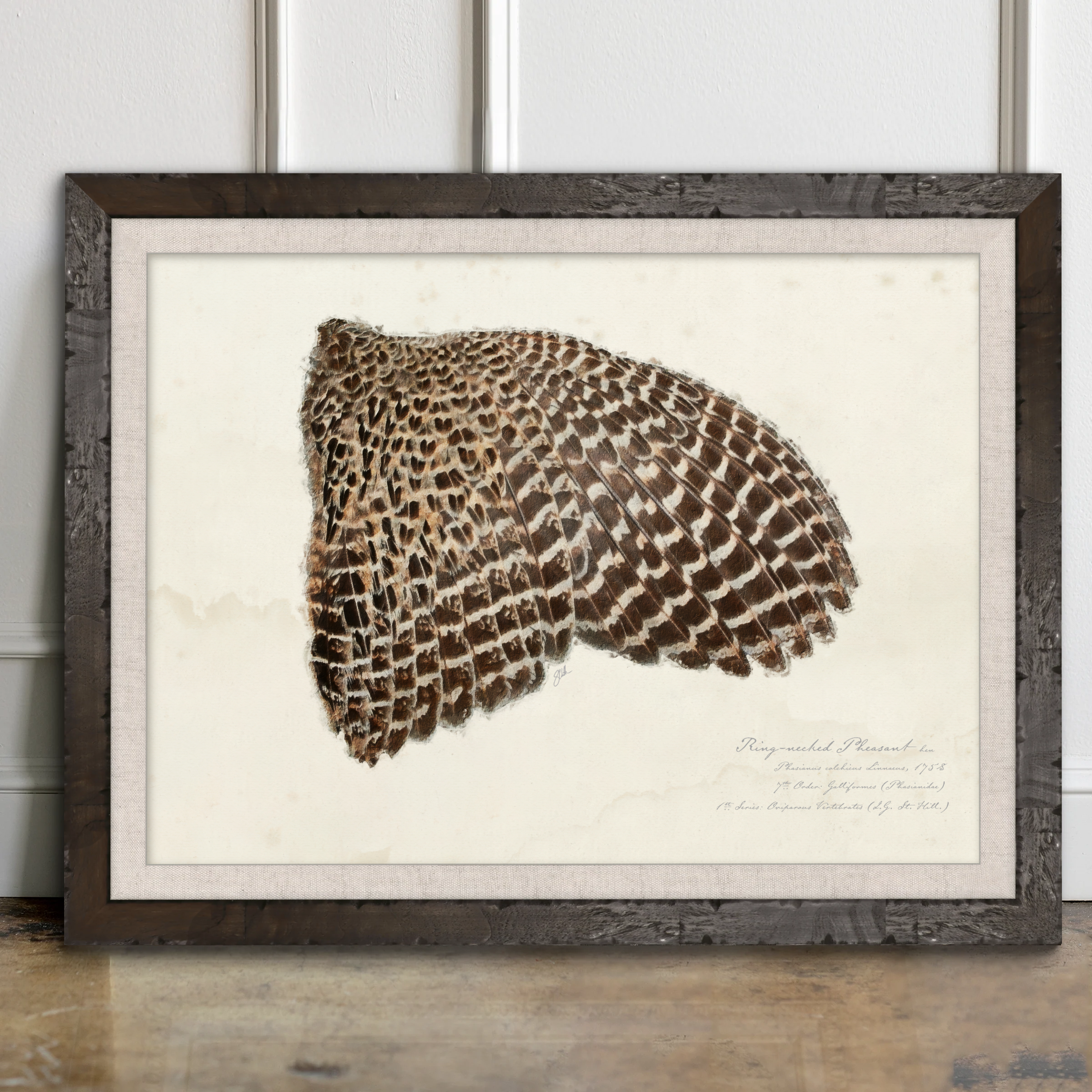 Illustrated Game Bird Wings - Ring-Necked Pheasant Hen