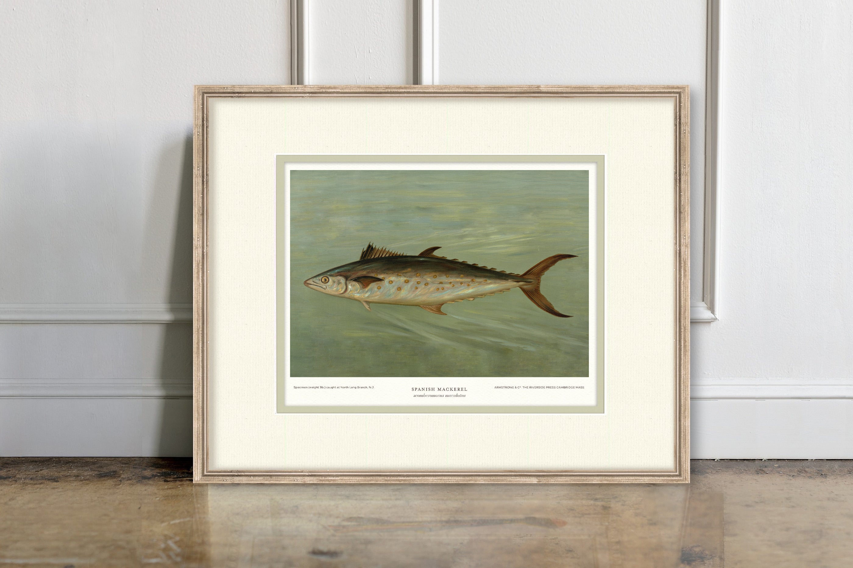 Saltwater Fish Illustrations - Spanish Mackerel